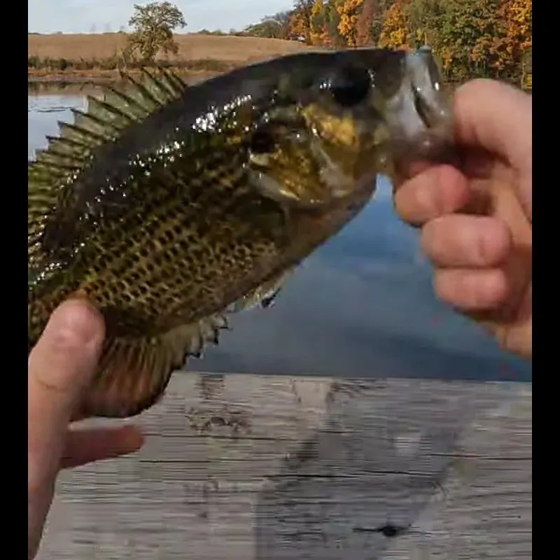 Rock bass caught on Fishbrain
