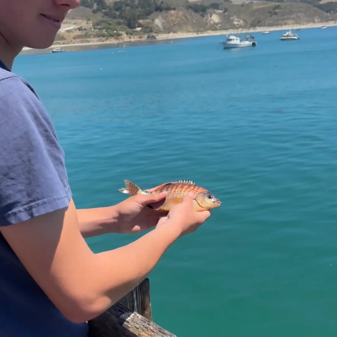 The most recent Rainbow surfperch catches on Fishbrain
