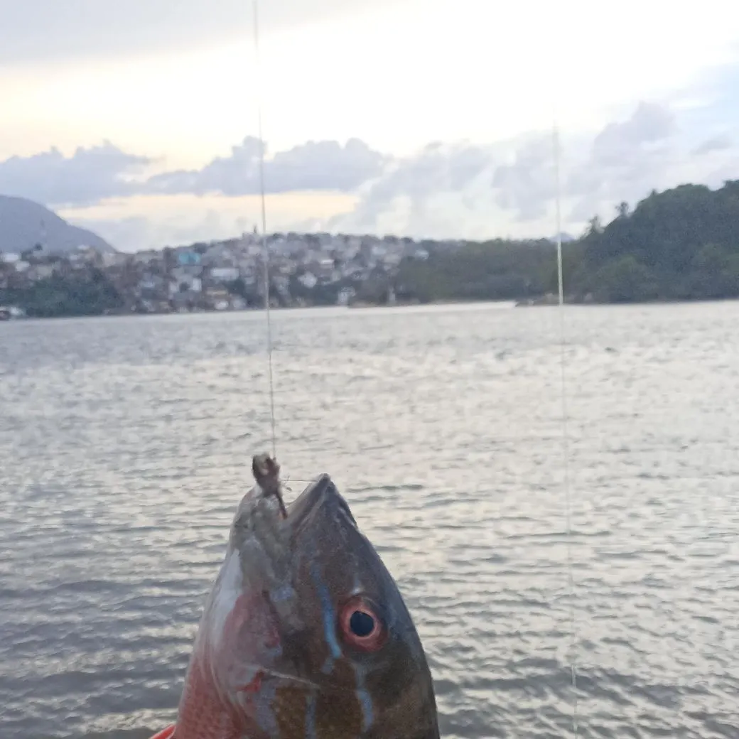 The most recent Mutton snapper catches on Fishbrain