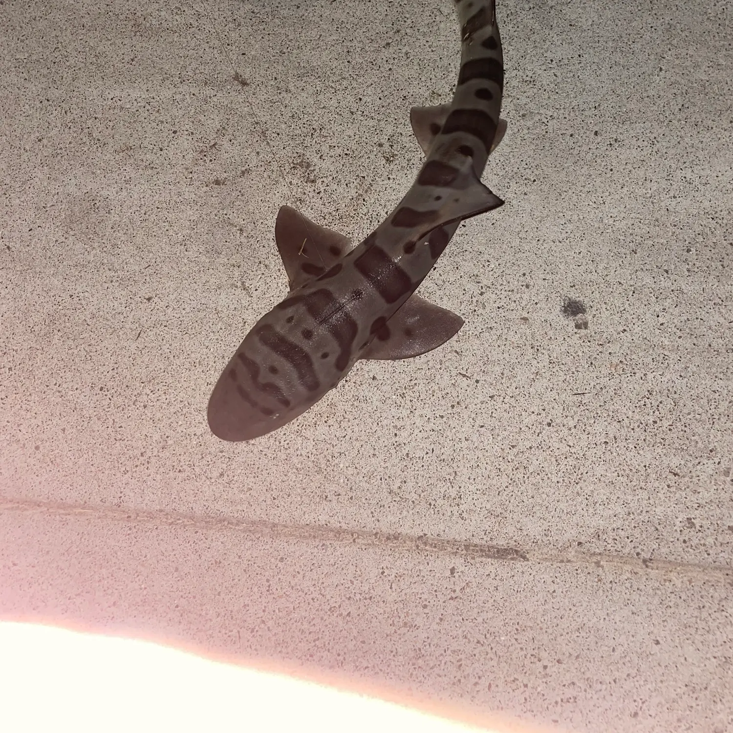 The most recent Leopard shark catches on Fishbrain
