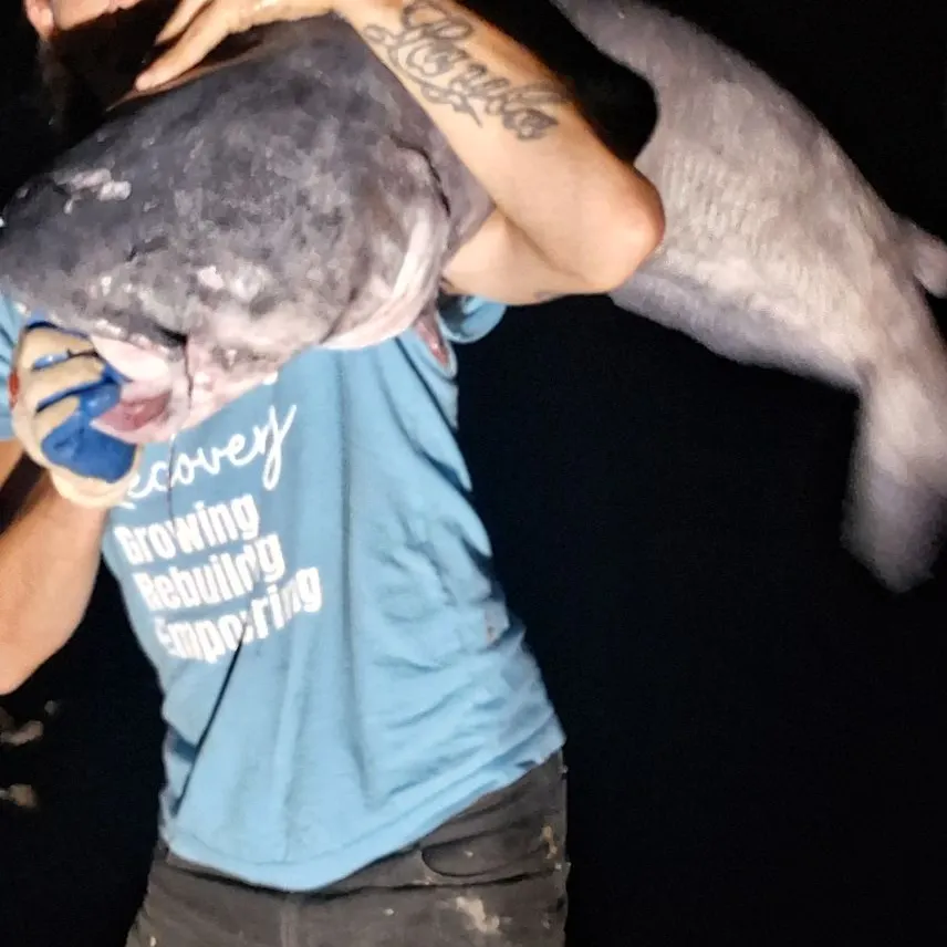 Blue catfish caught on Fishbrain