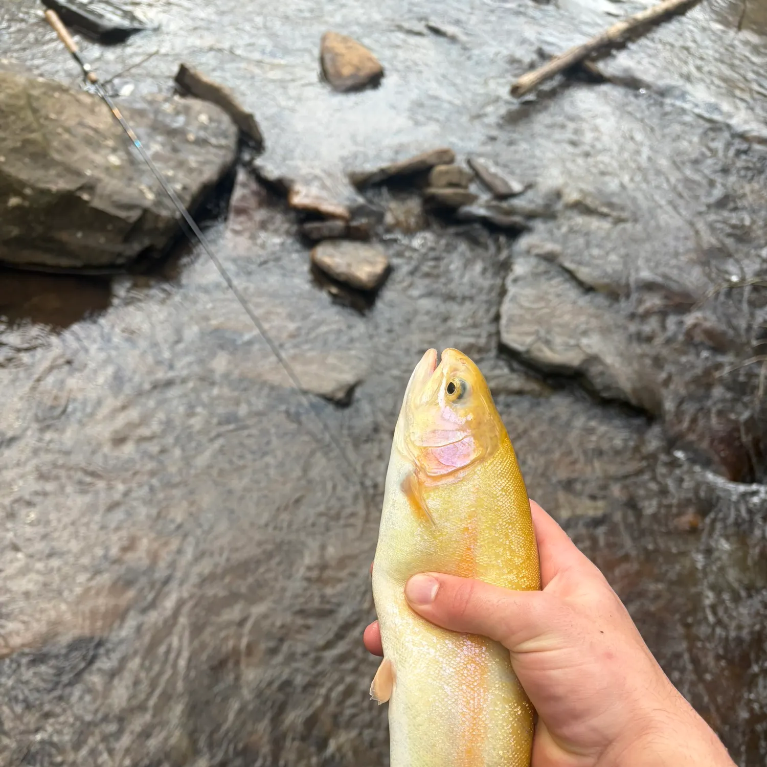The most recent Golden rainbow trout catches on Fishbrain