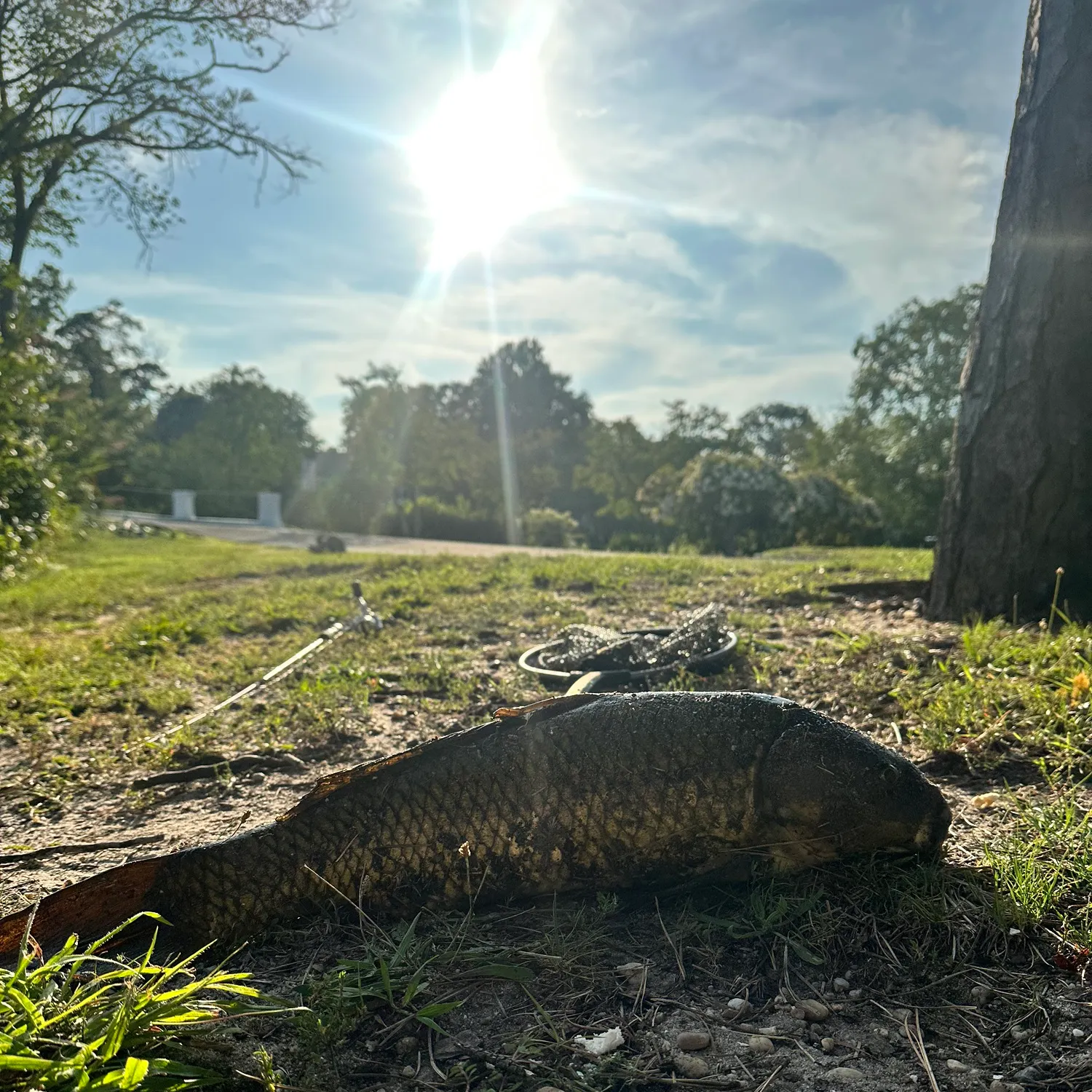 Common carp caught on Fishbrain