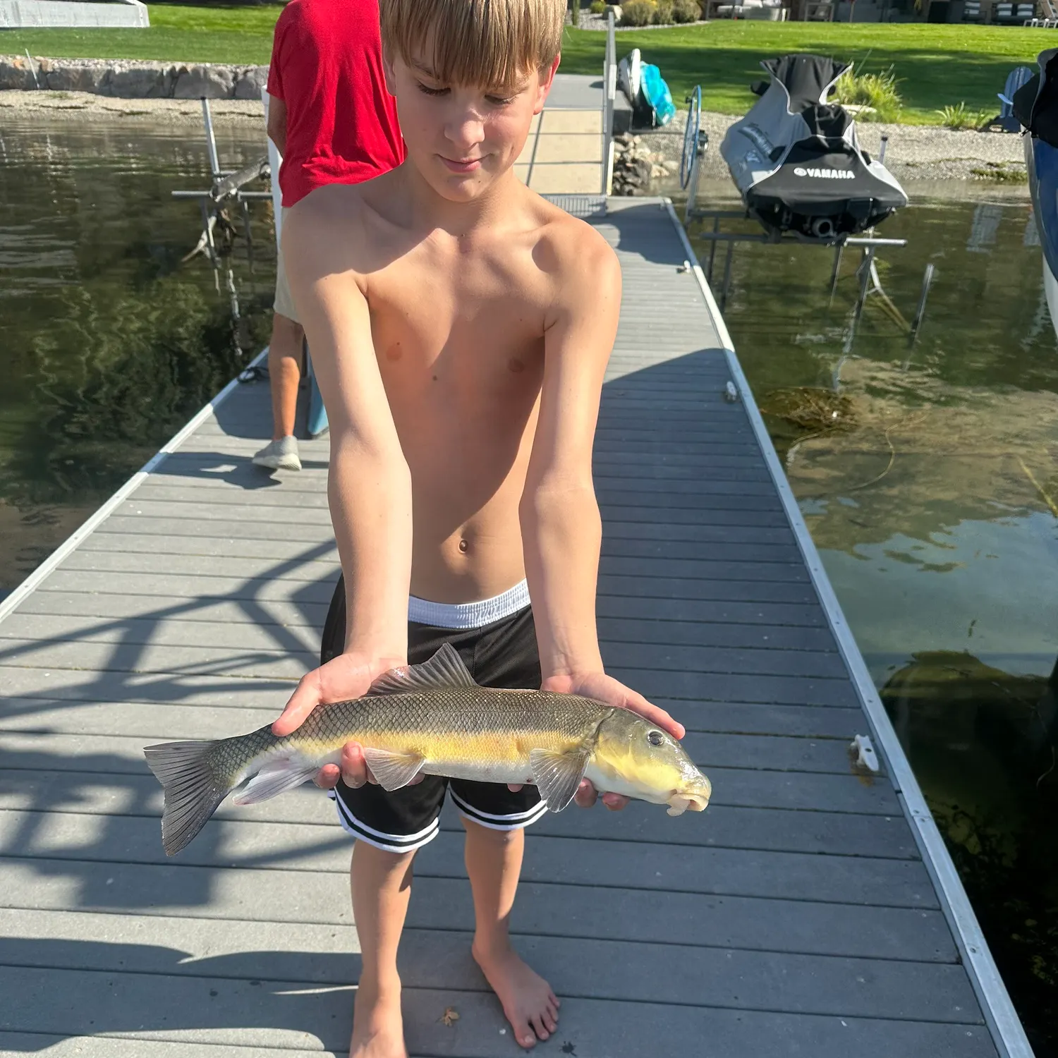 The most recent Largescale sucker catches on Fishbrain