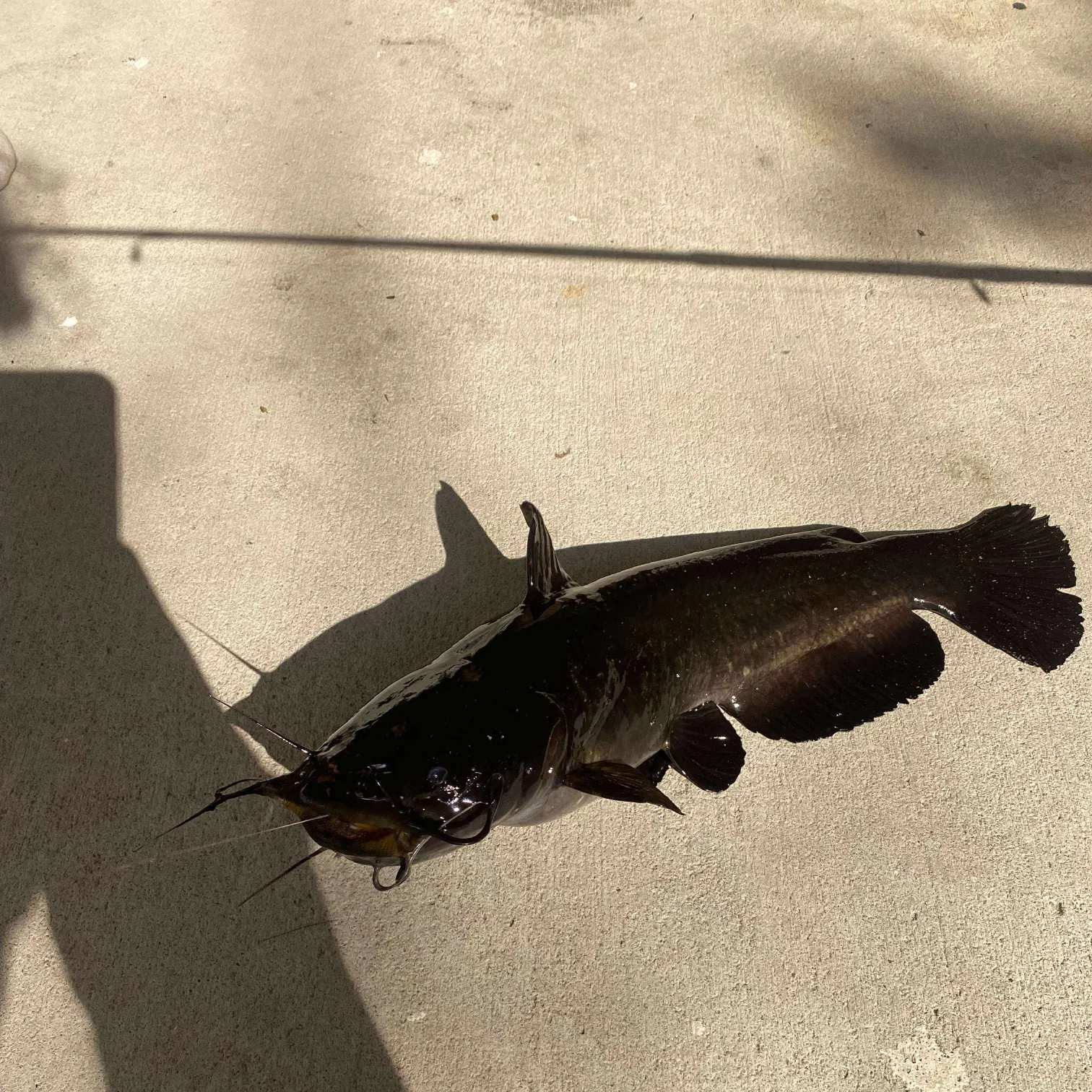 The most recent Black bullhead catches on Fishbrain