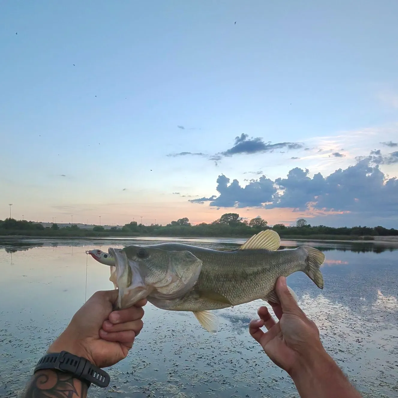 The most recent Largemouth bass catches on Fishbrain