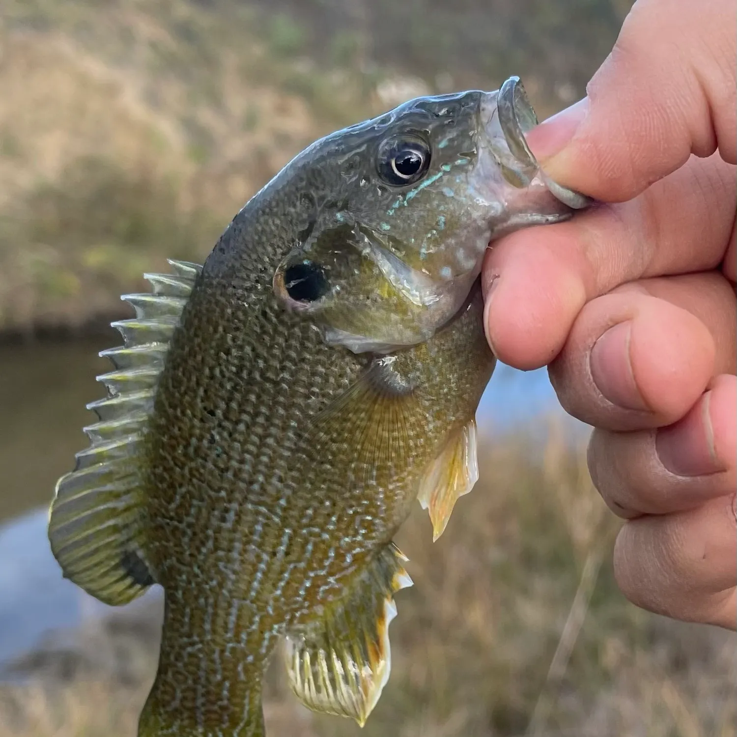 Green sunfish caught on Fishbrain