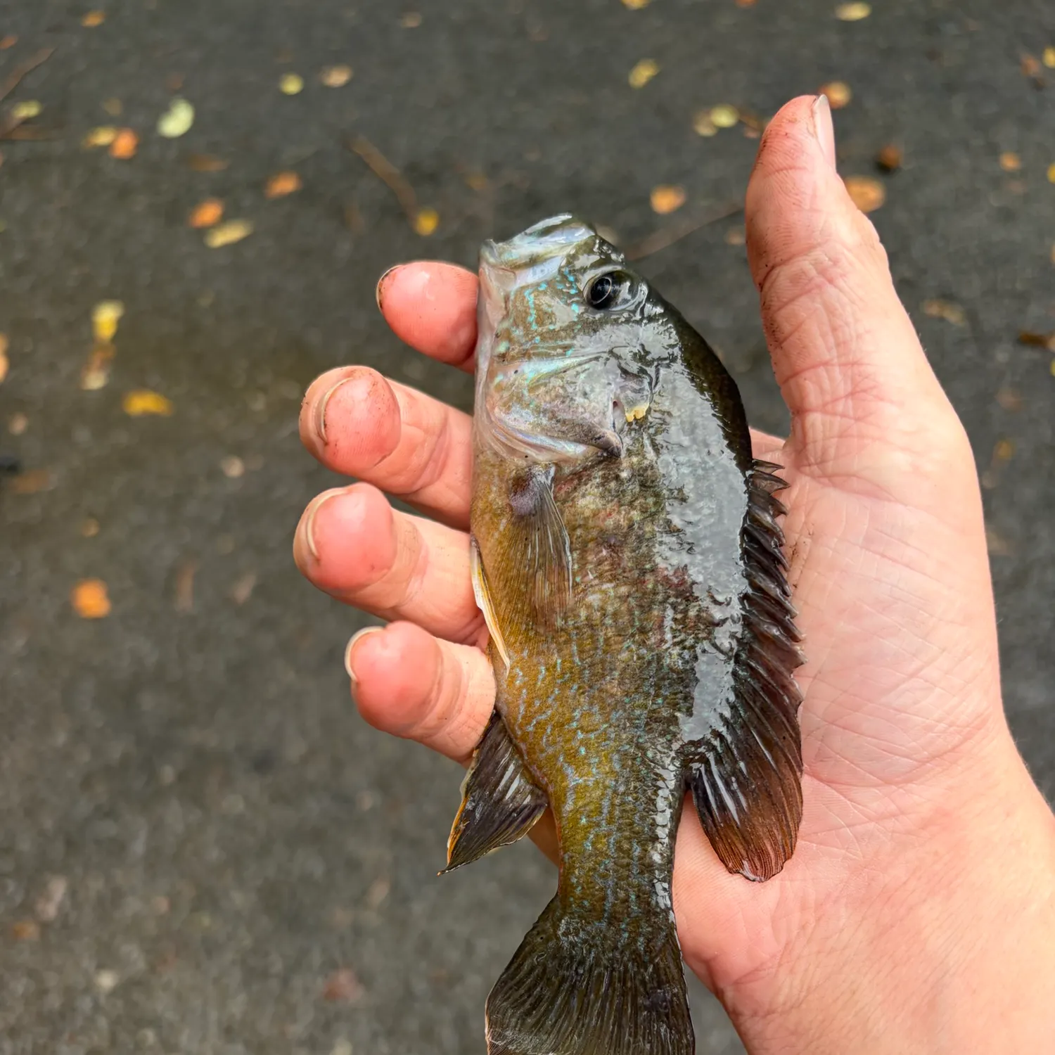 Green sunfish caught on Fishbrain