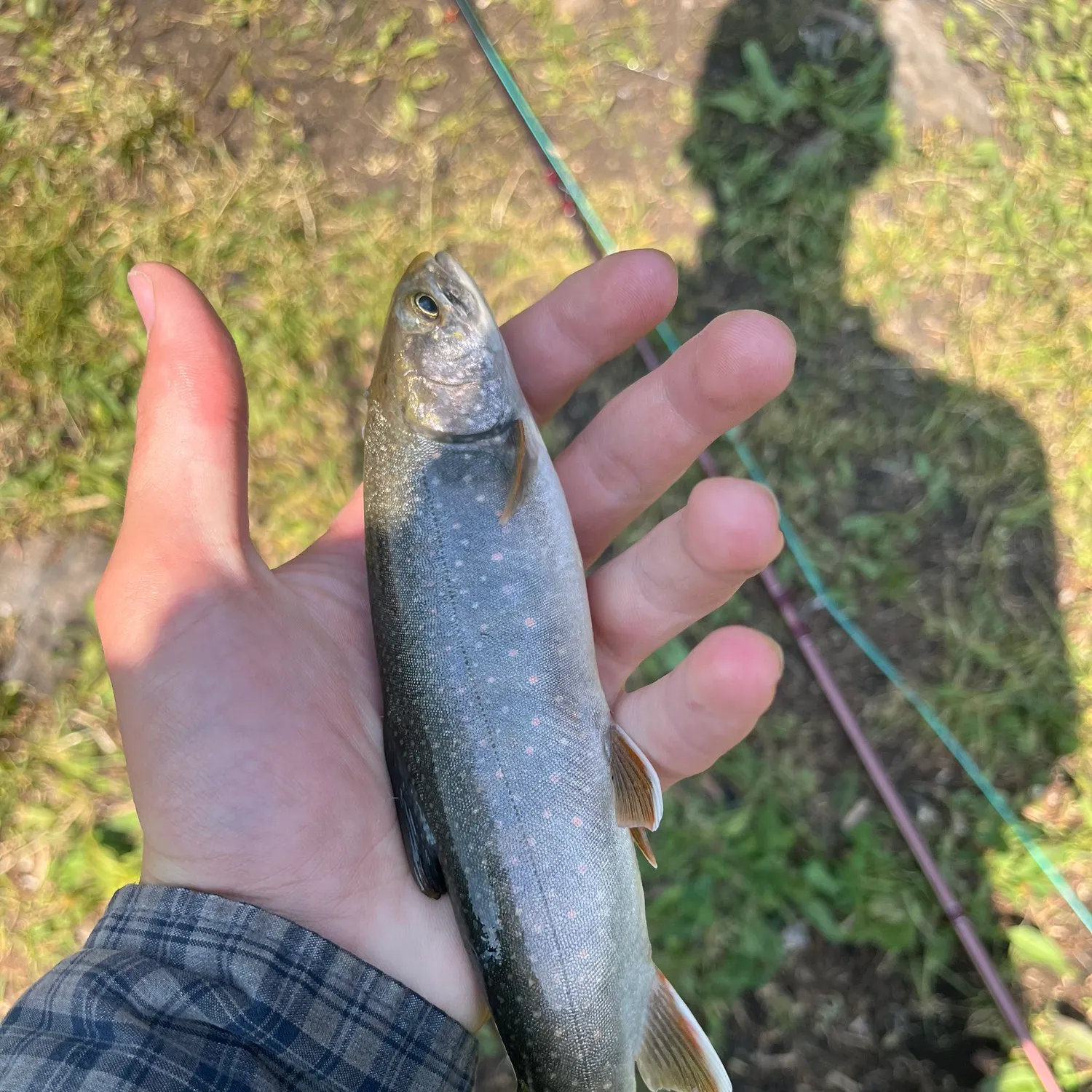 Brook trout caught on Fishbrain