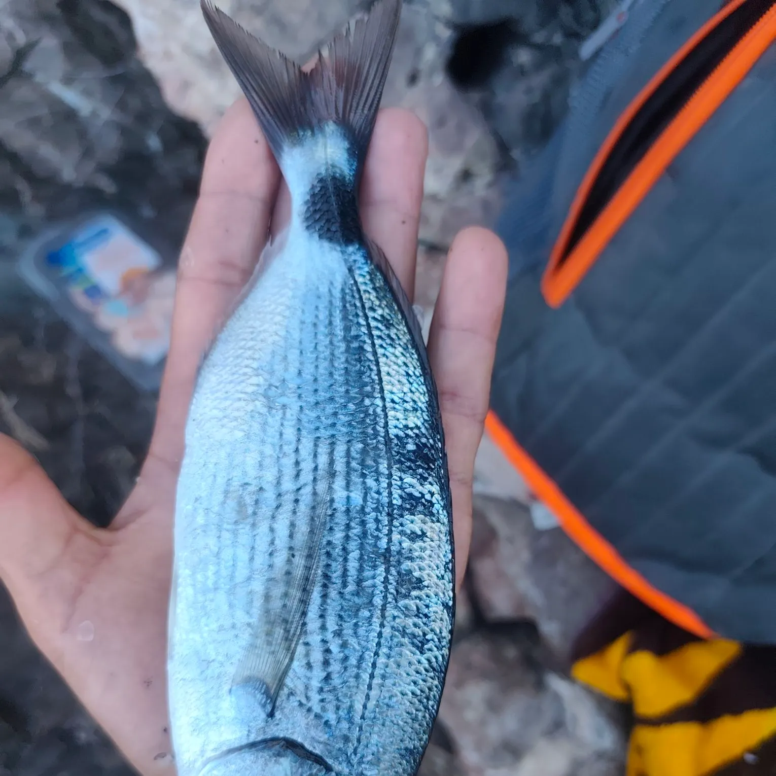Fish caught on Fishbrain