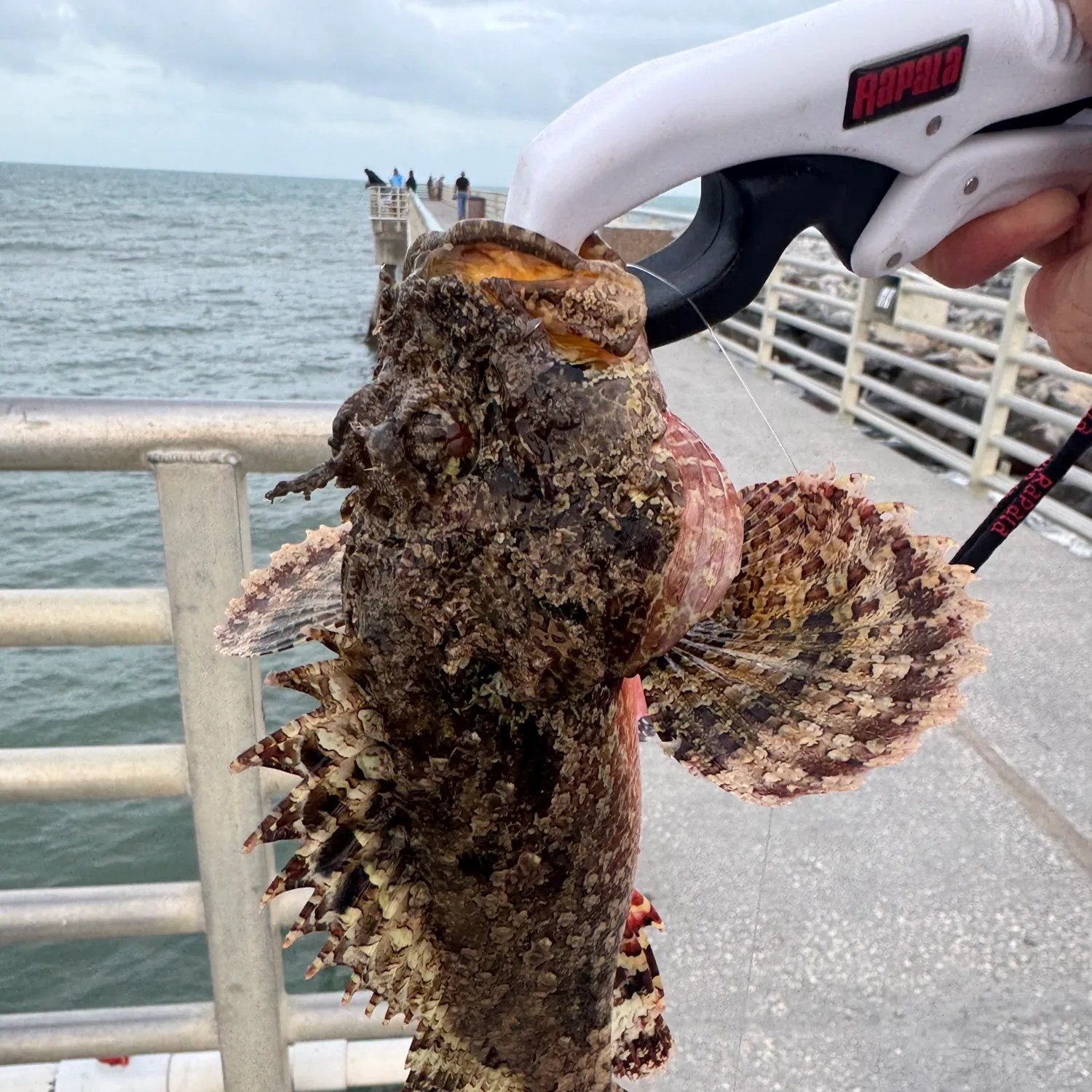 The most recent Spotted scorpionfish catches on Fishbrain