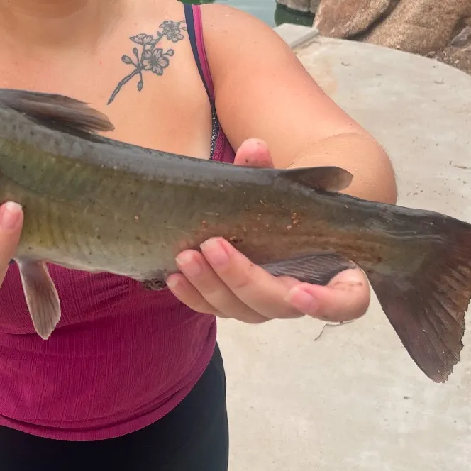 Channel catfish caught on Fishbrain