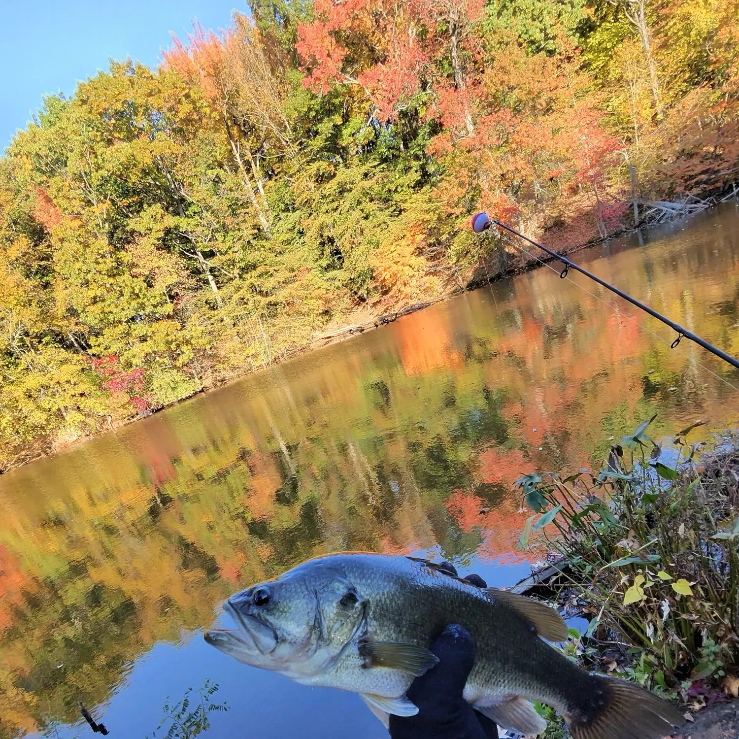 Largemouth bass caught on Fishbrain