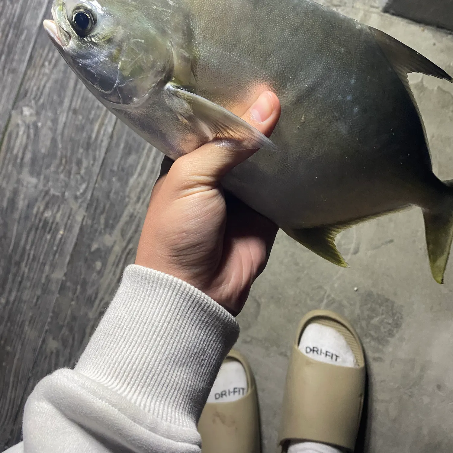 The most recent Florida pompano catches on Fishbrain