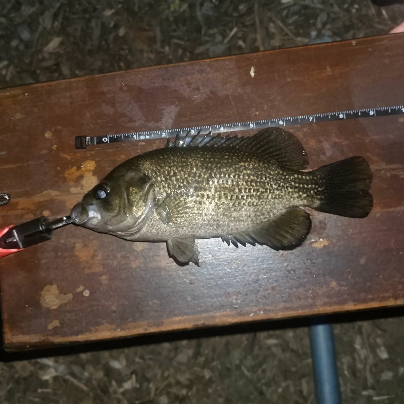 Rock bass caught on Fishbrain