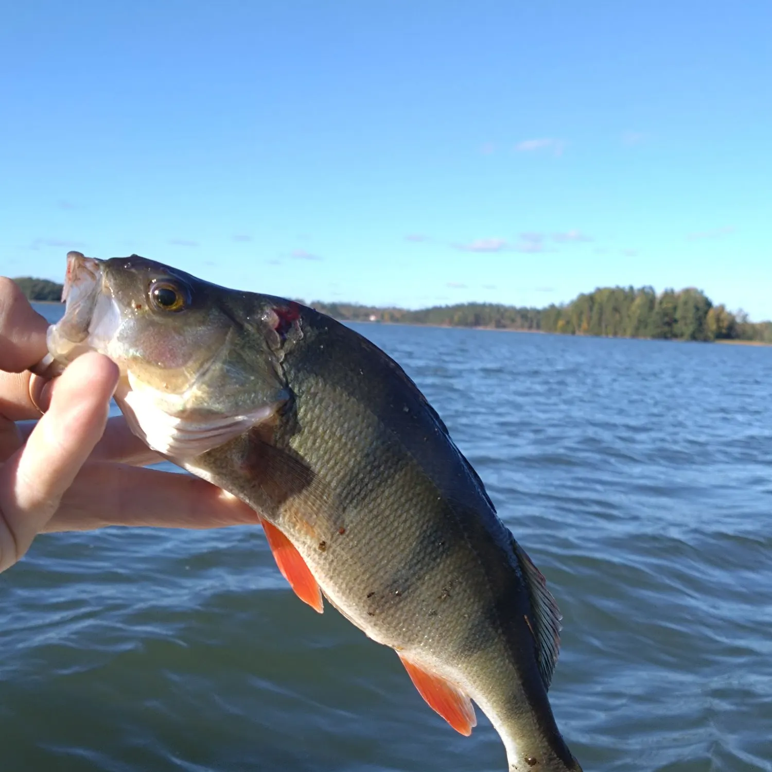 European perch caught on Fishbrain