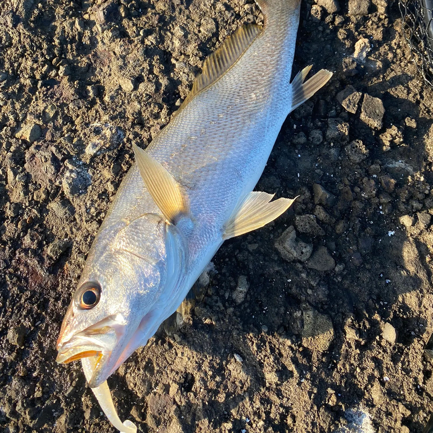 The most recent Japanese meagre catches on Fishbrain