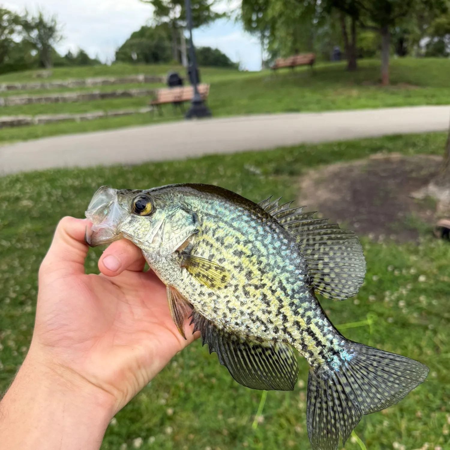 Black crappie caught on Fishbrain