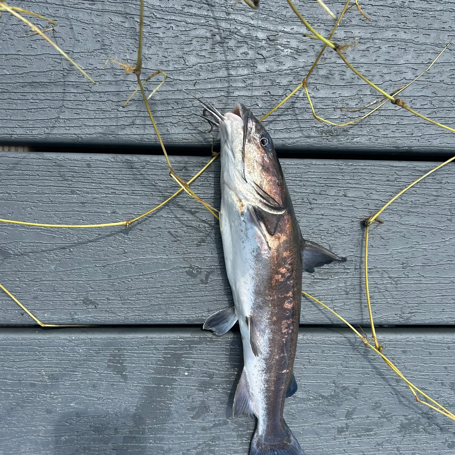 Hardhead sea catfish caught on Fishbrain