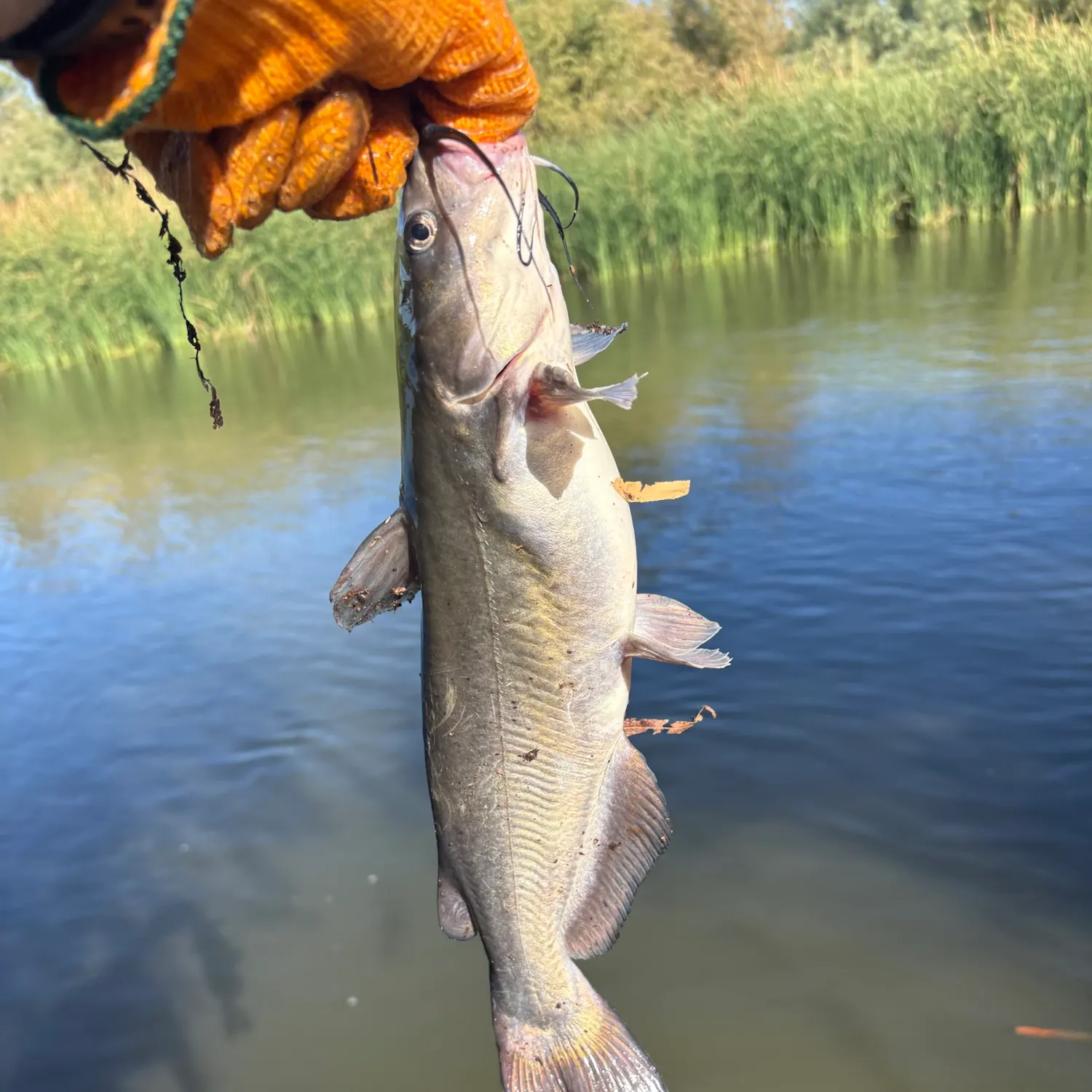 catch