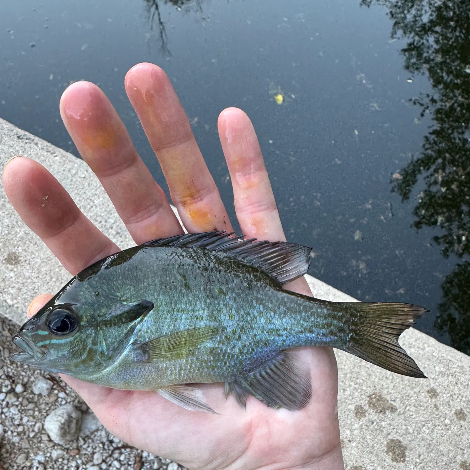 Redbreast sunfish caught on Fishbrain