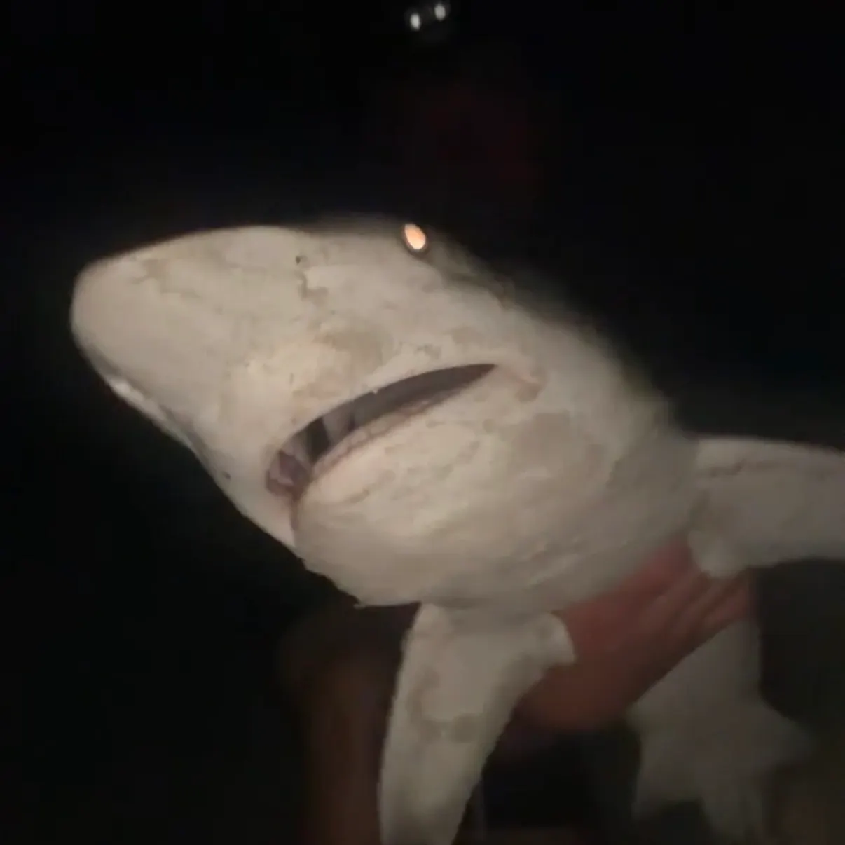 Sandbar shark caught on Fishbrain