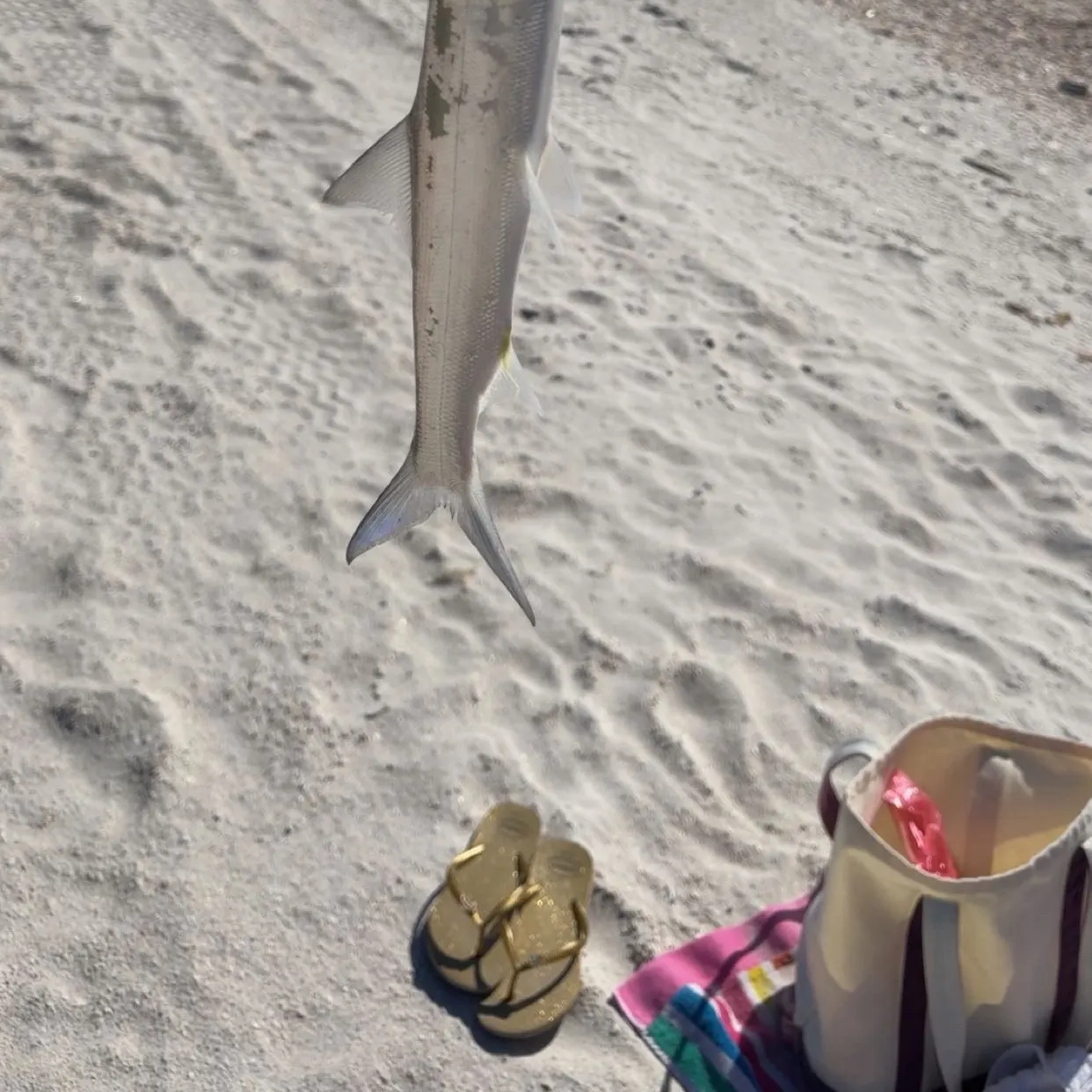 Ladyfish caught on Fishbrain