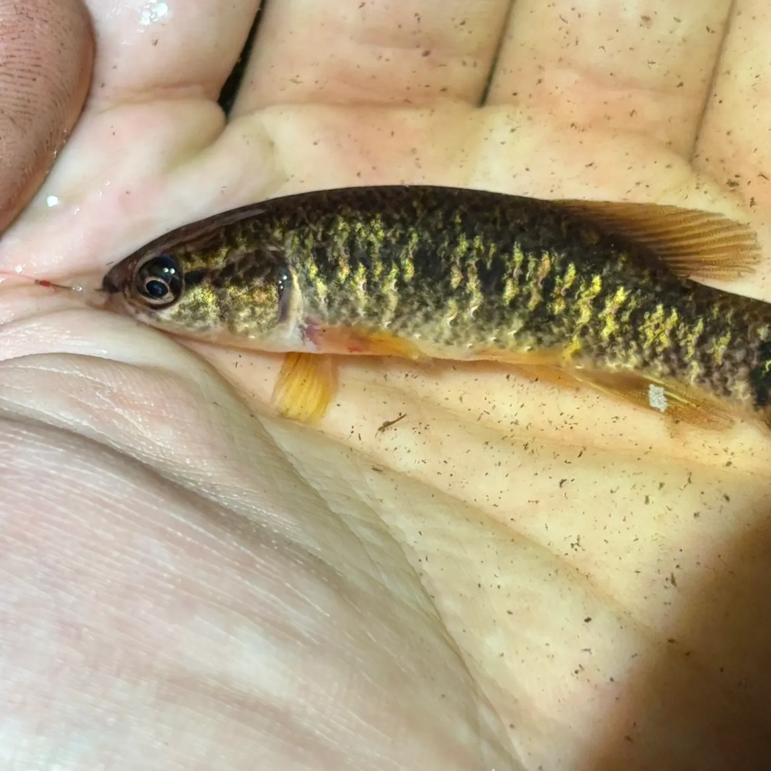 The most recent Central mudminnow catches on Fishbrain