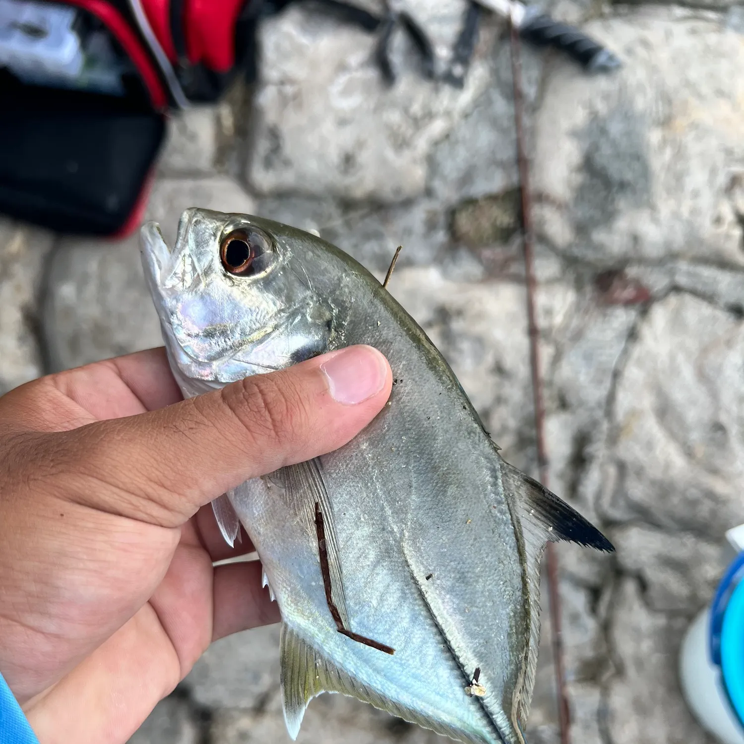 Blue runner caught on Fishbrain