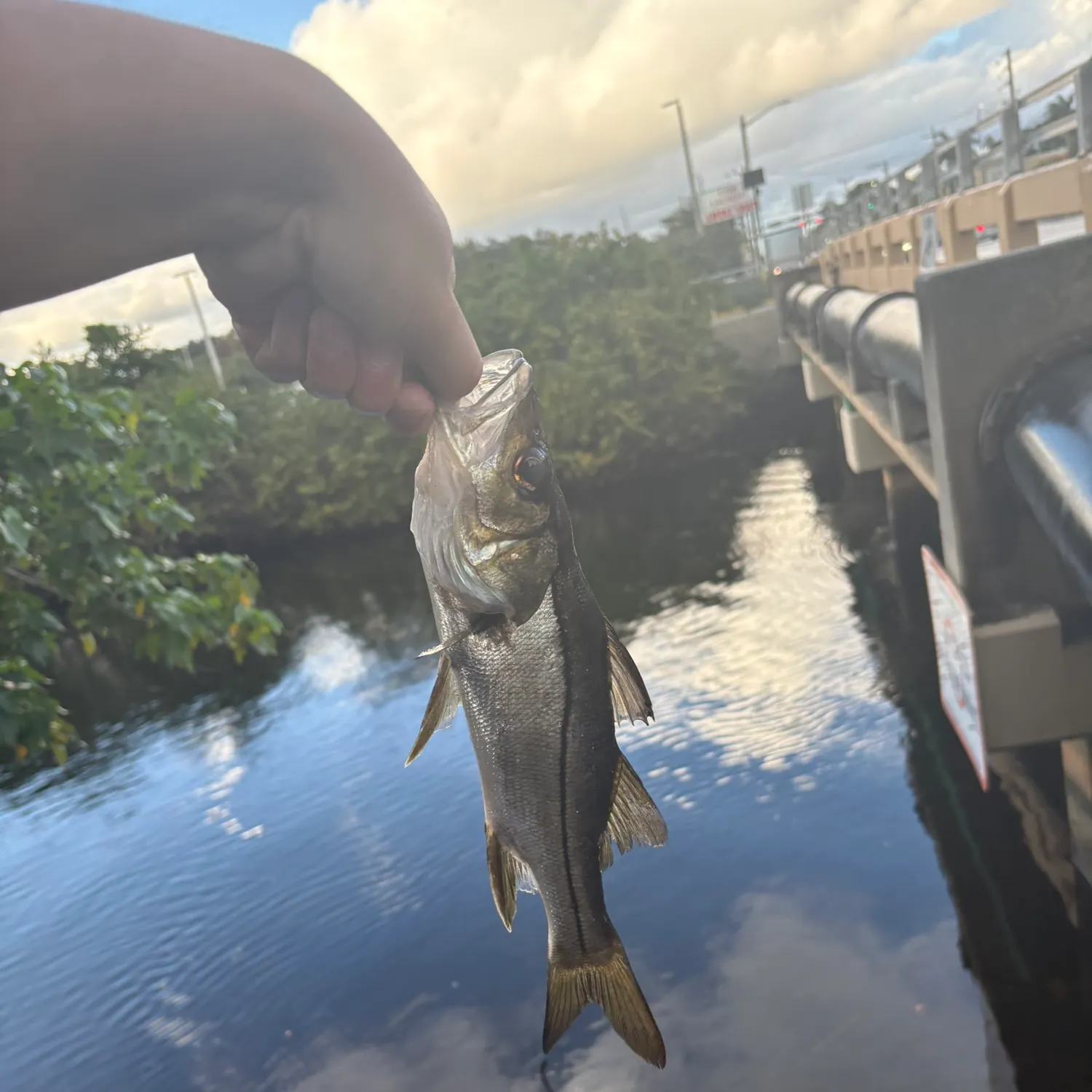 The most recent Tarpon Snook catches on Fishbrain