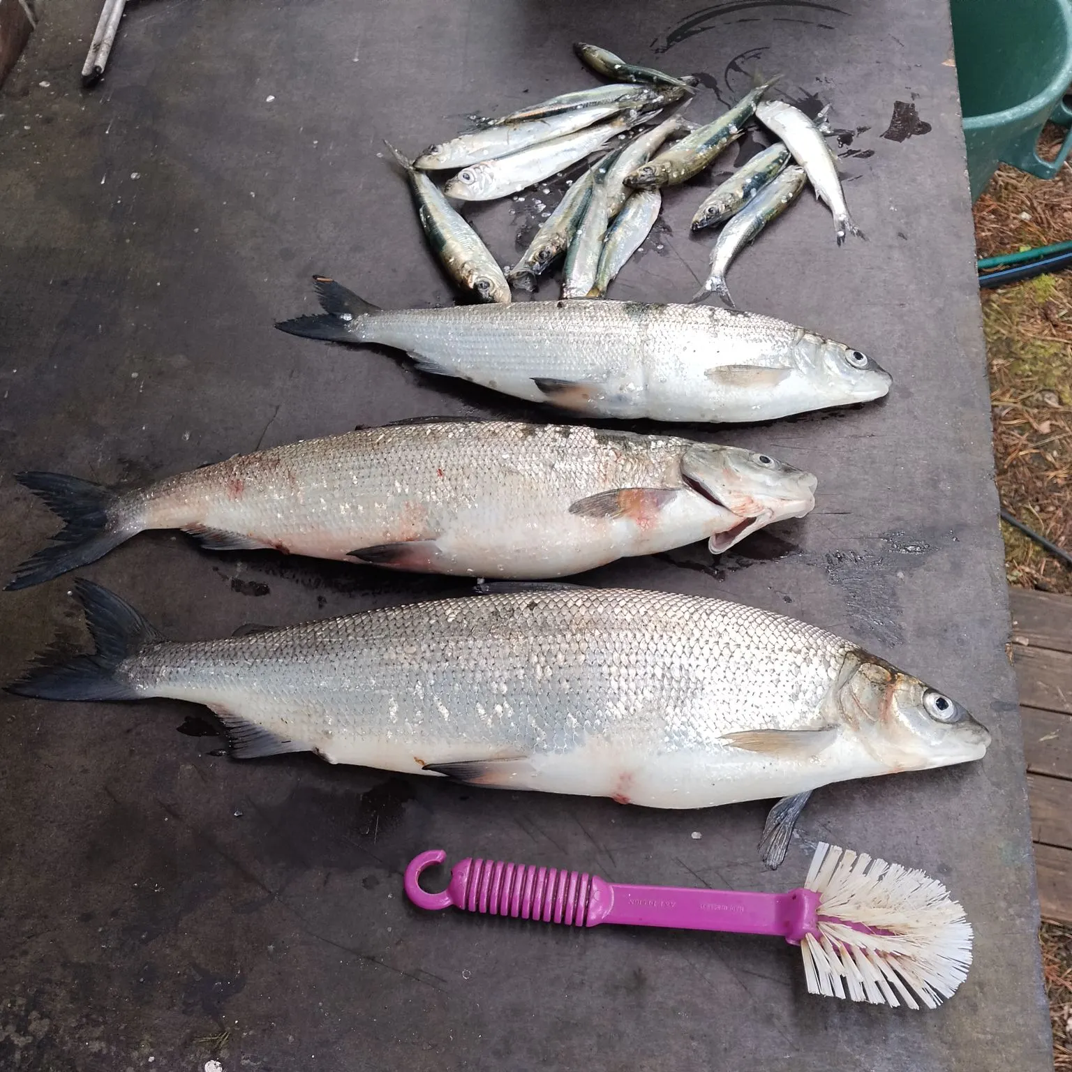 European whitefish caught on Fishbrain