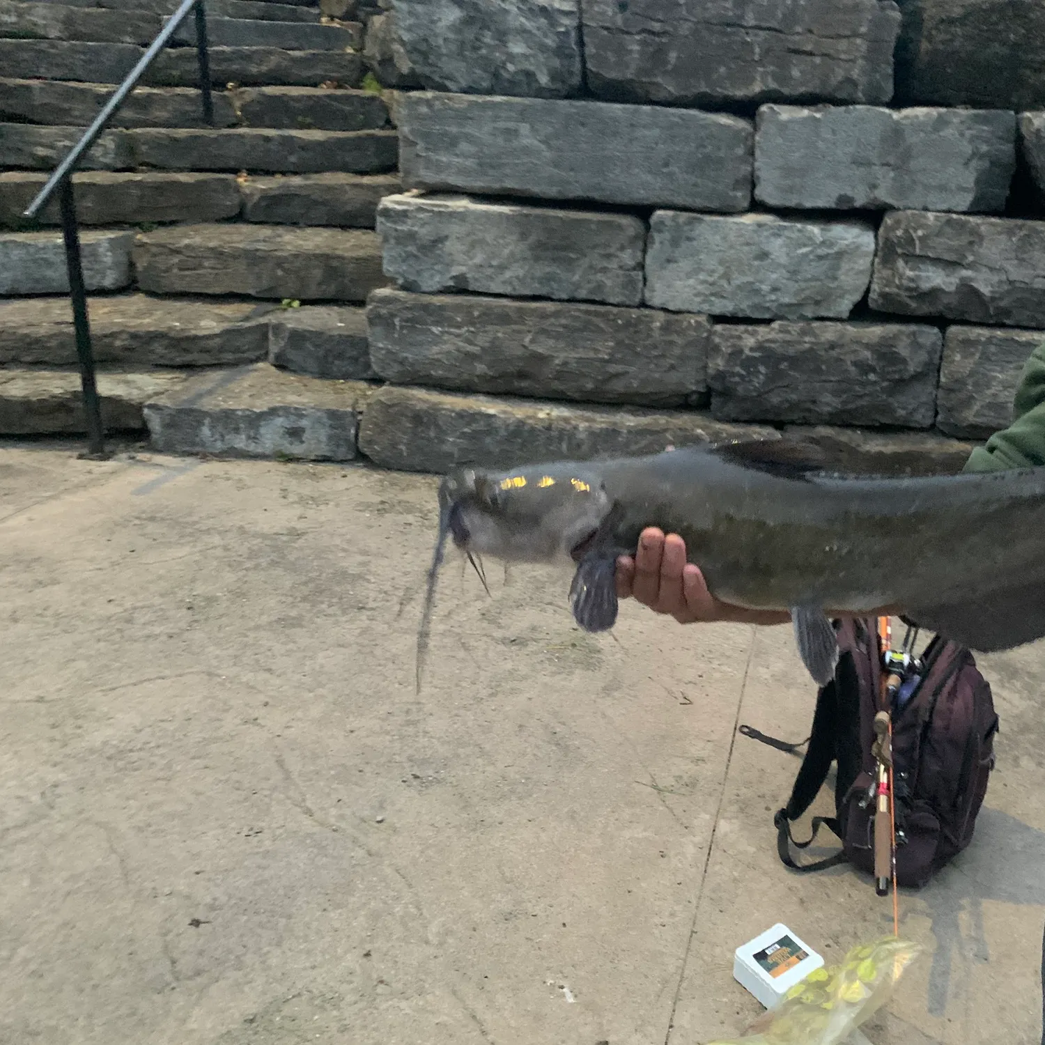 Channel catfish caught on Fishbrain