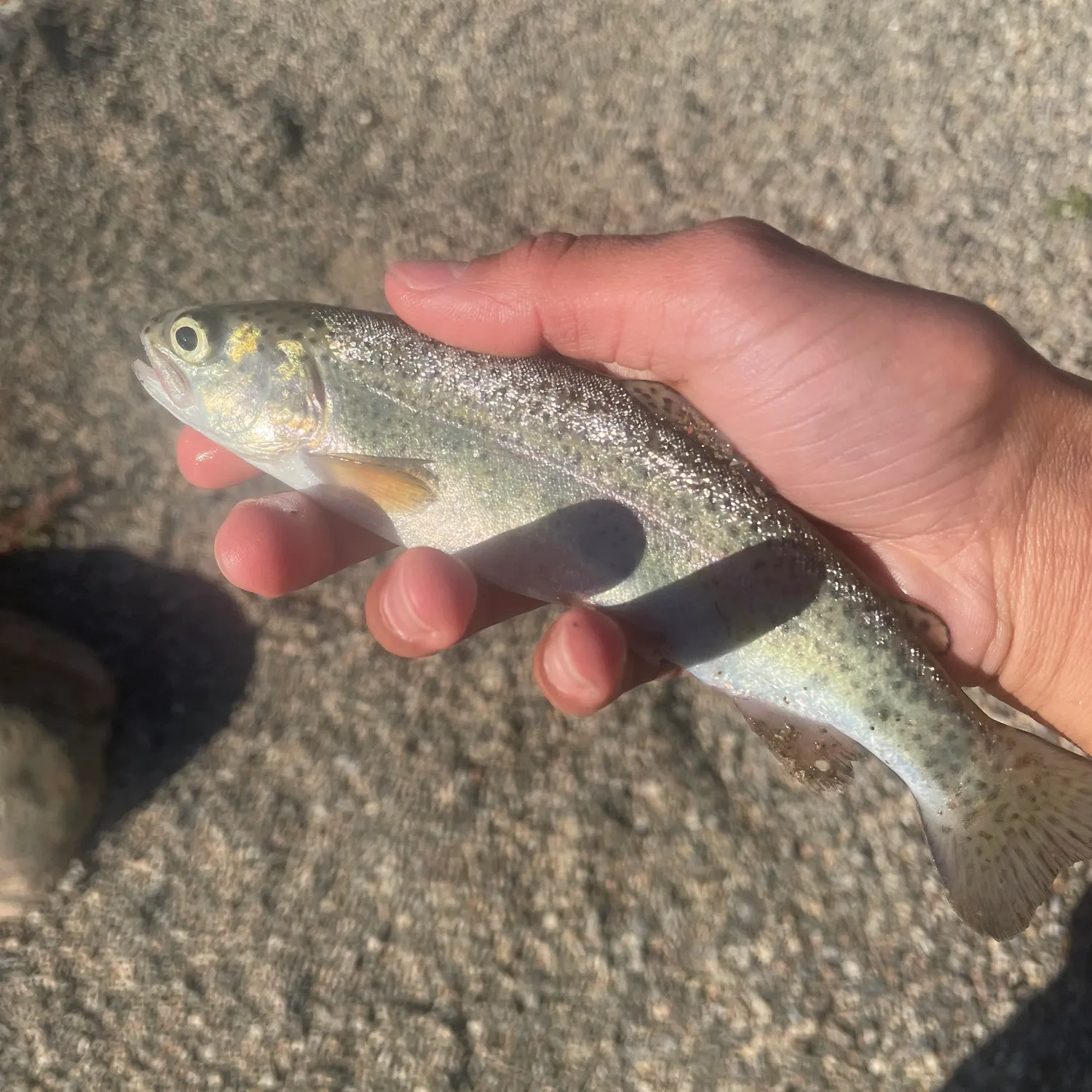 Rainbow trout caught on Fishbrain