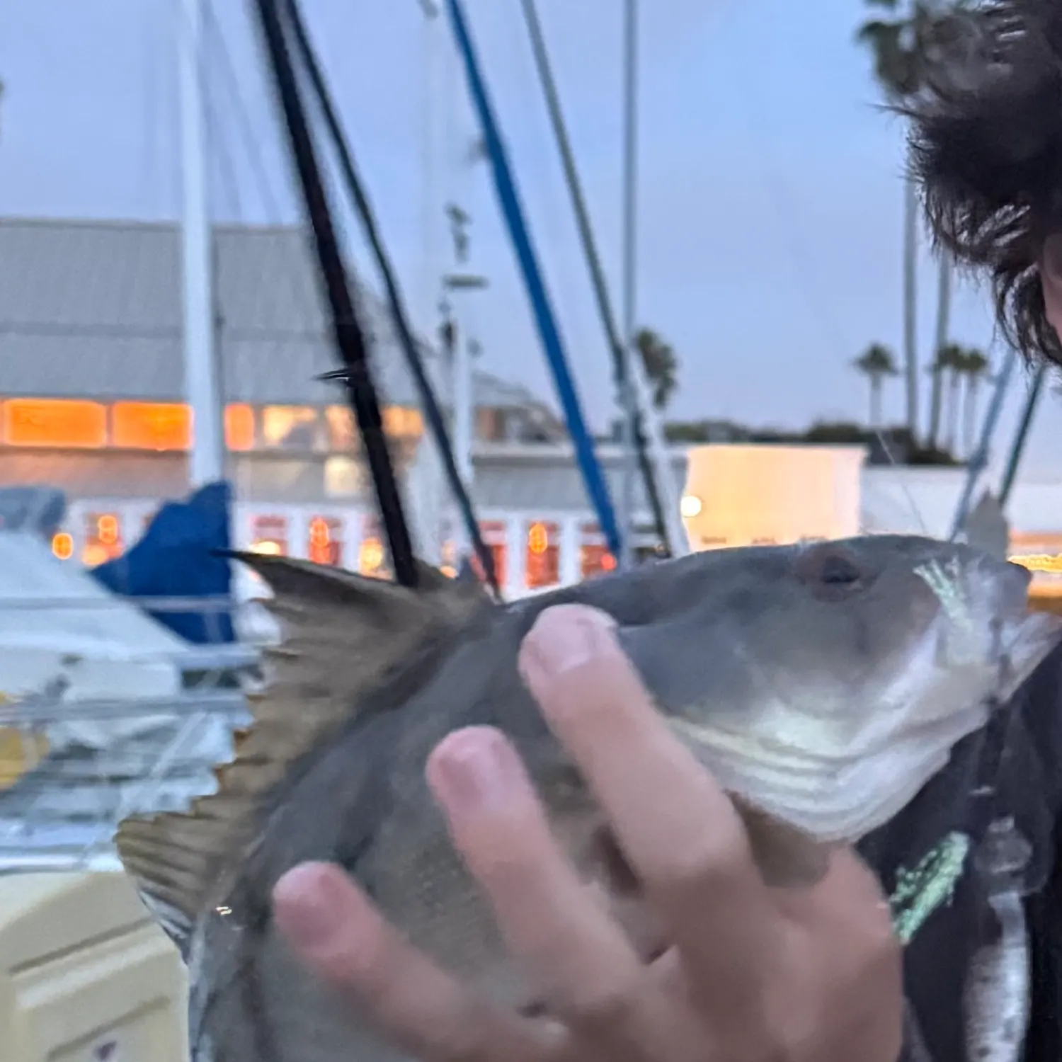 The most recent Barred sand bass catches on Fishbrain