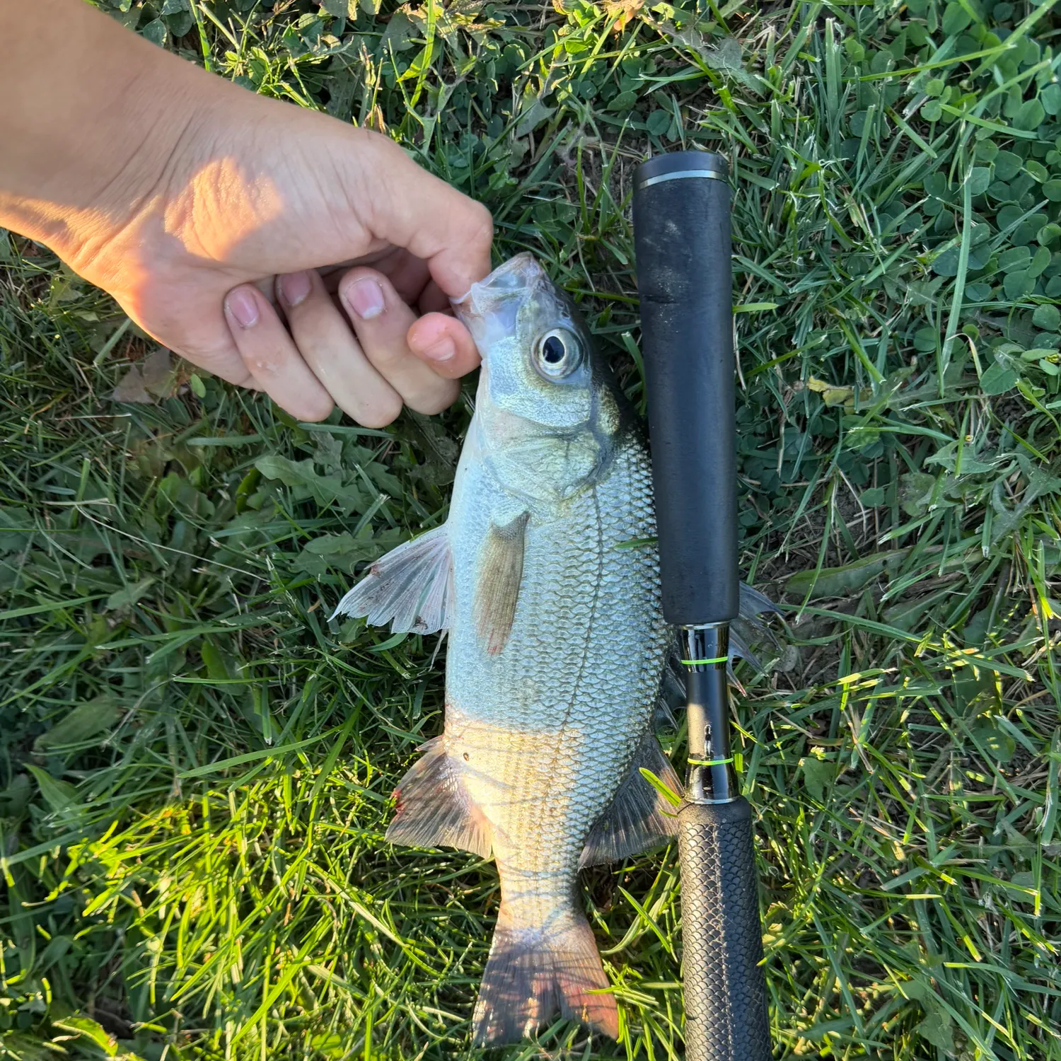 White perch caught on Fishbrain