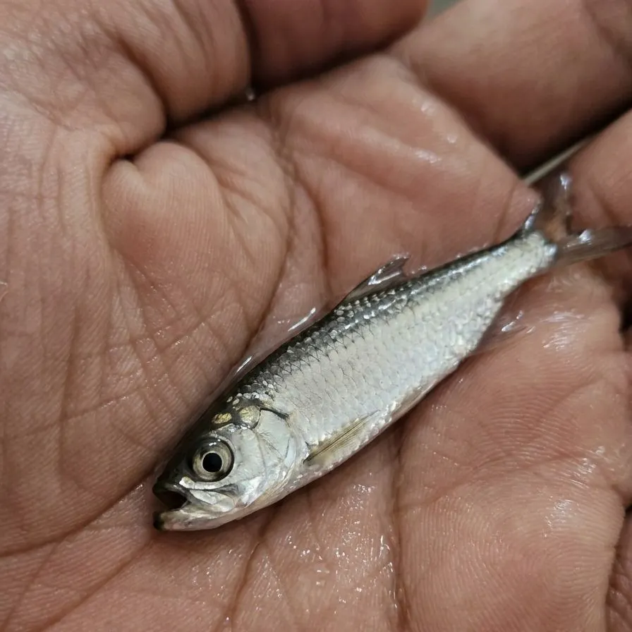 The most recent Tarpon catches on Fishbrain