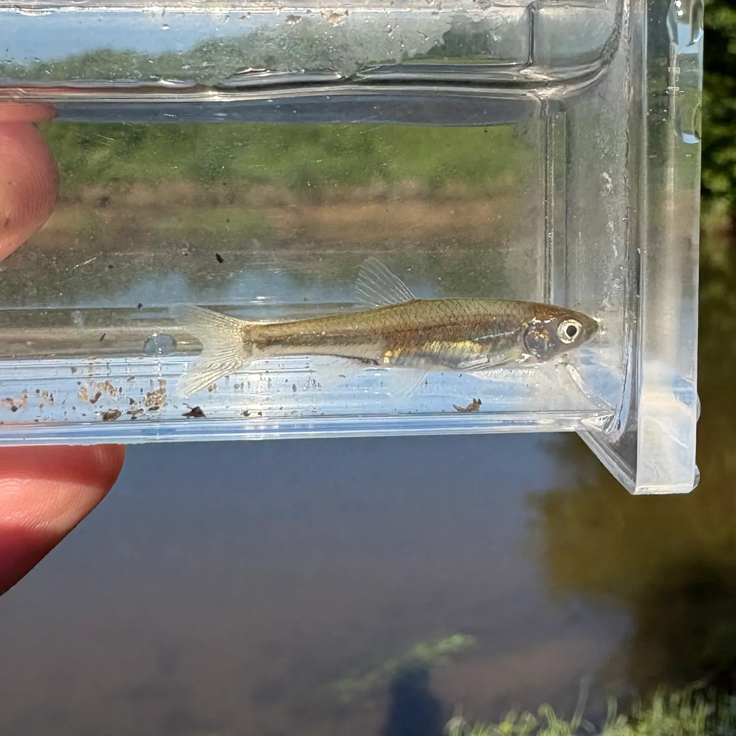 The most recent Spotfin shiner catches on Fishbrain