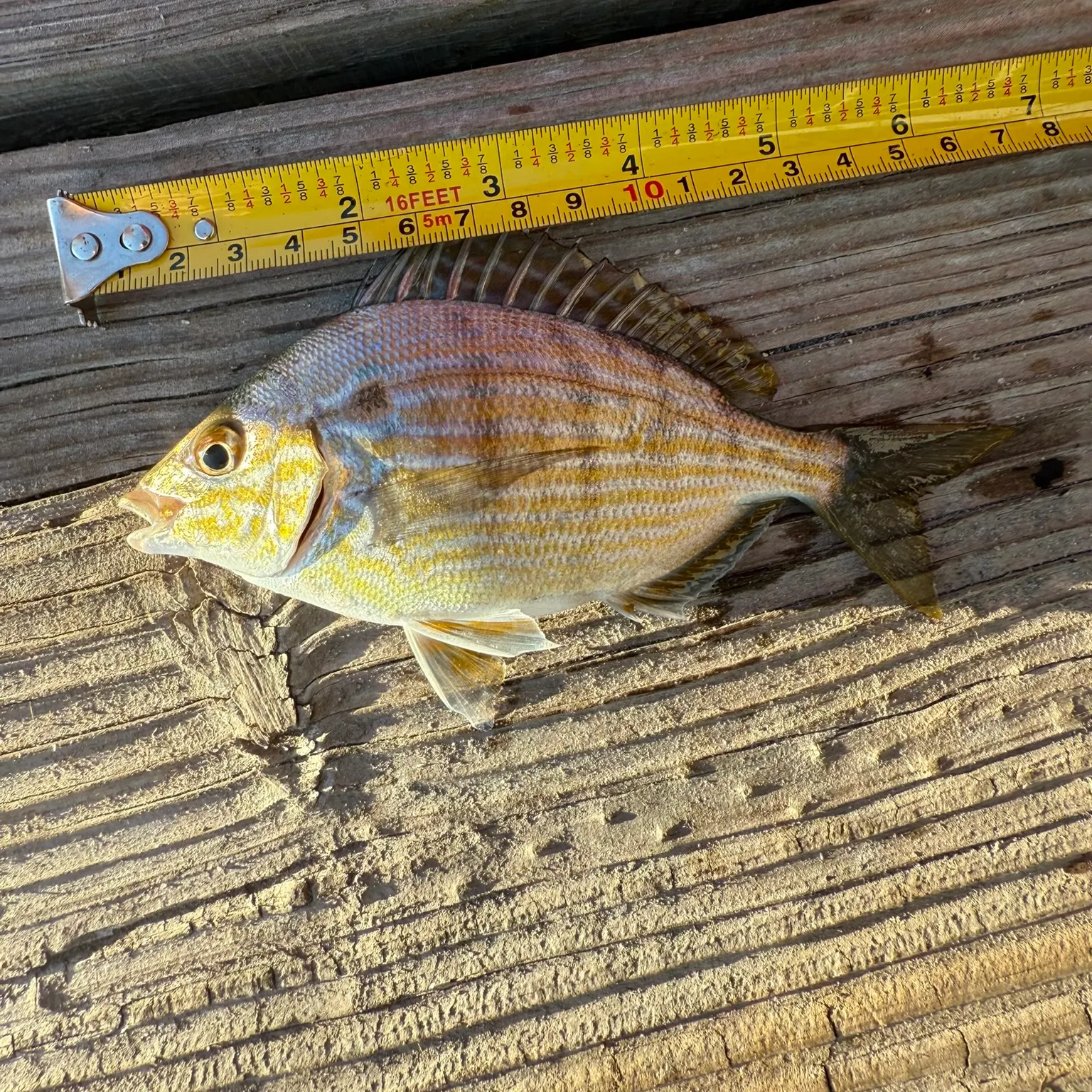 The most recent Pinfish catches on Fishbrain