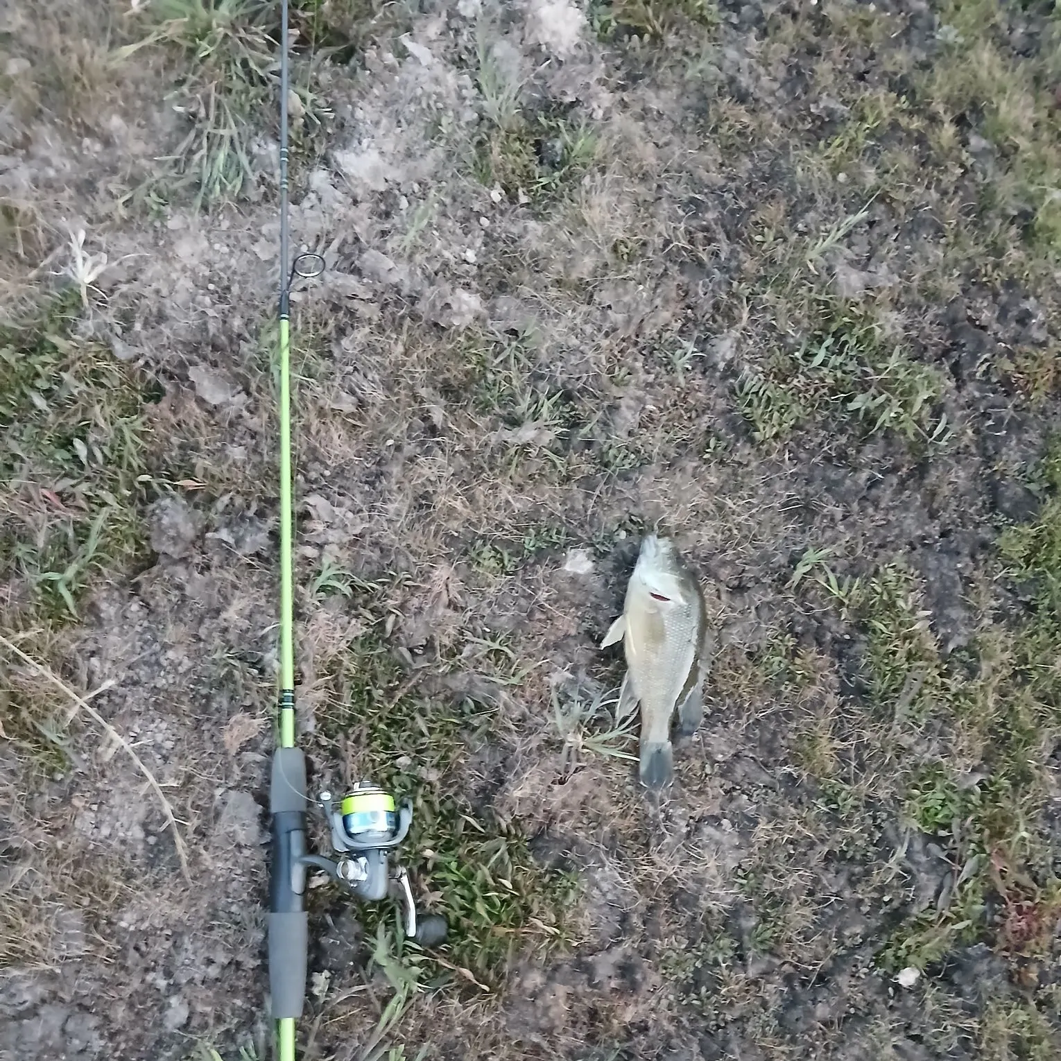 Green sunfish caught on Fishbrain