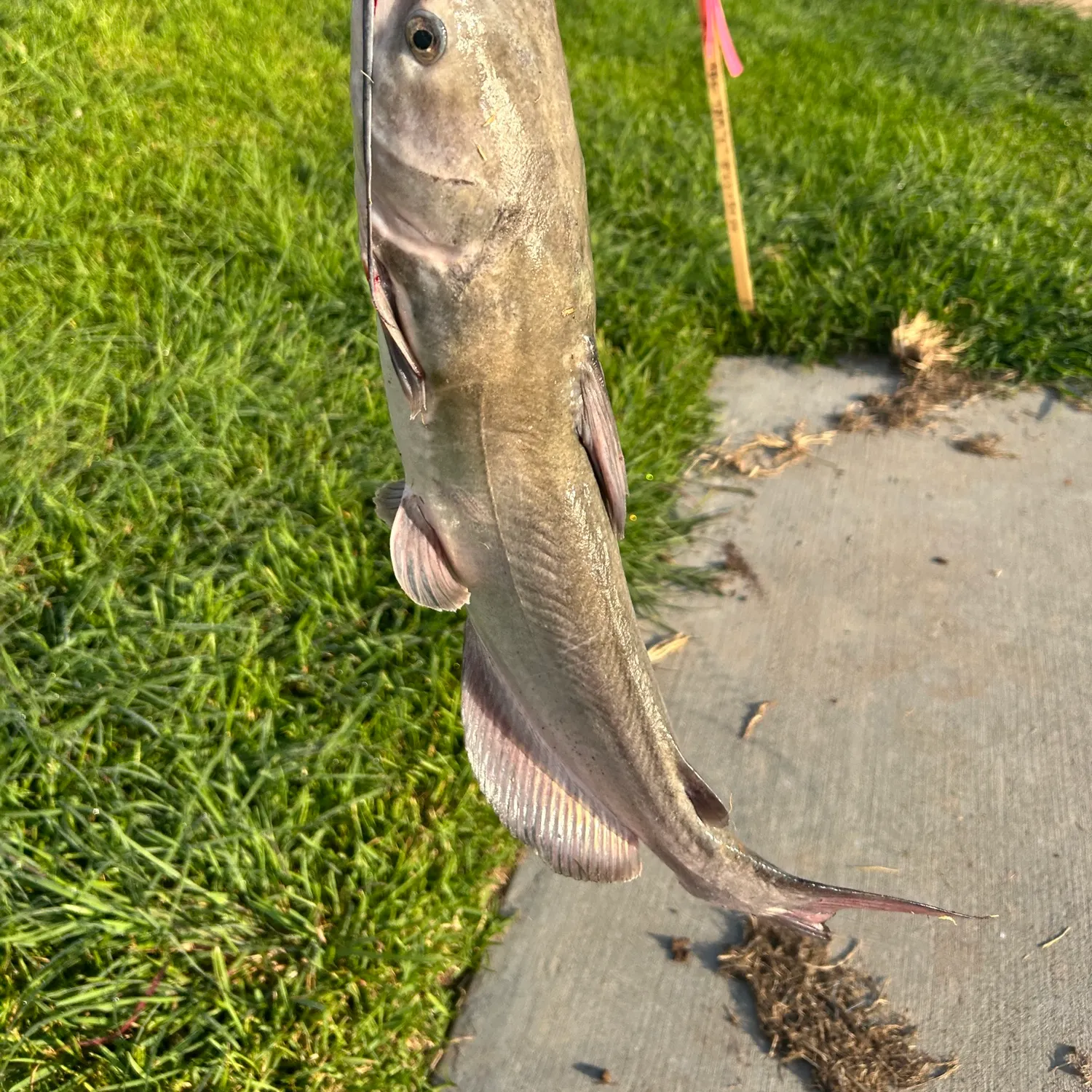 Channel catfish caught on Fishbrain
