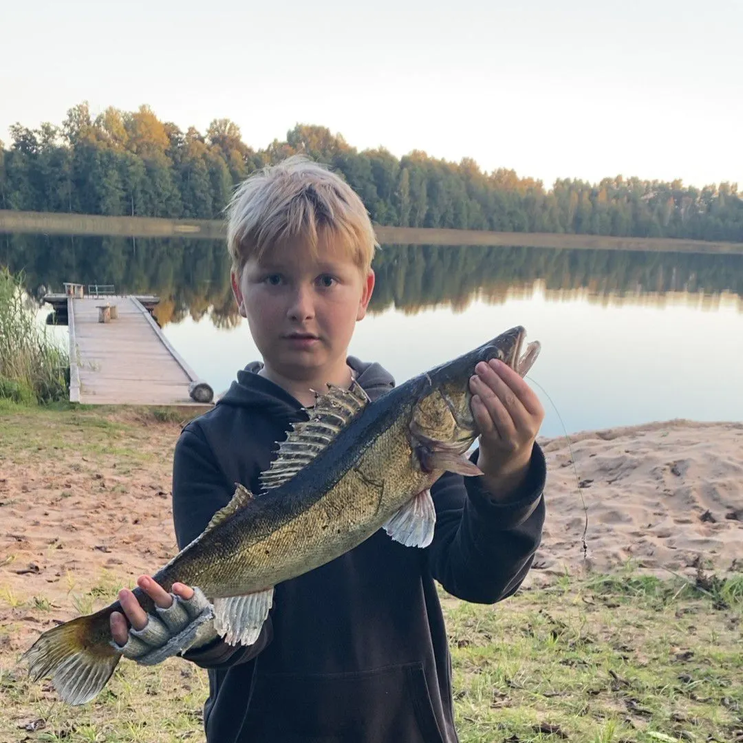 Zander caught on Fishbrain
