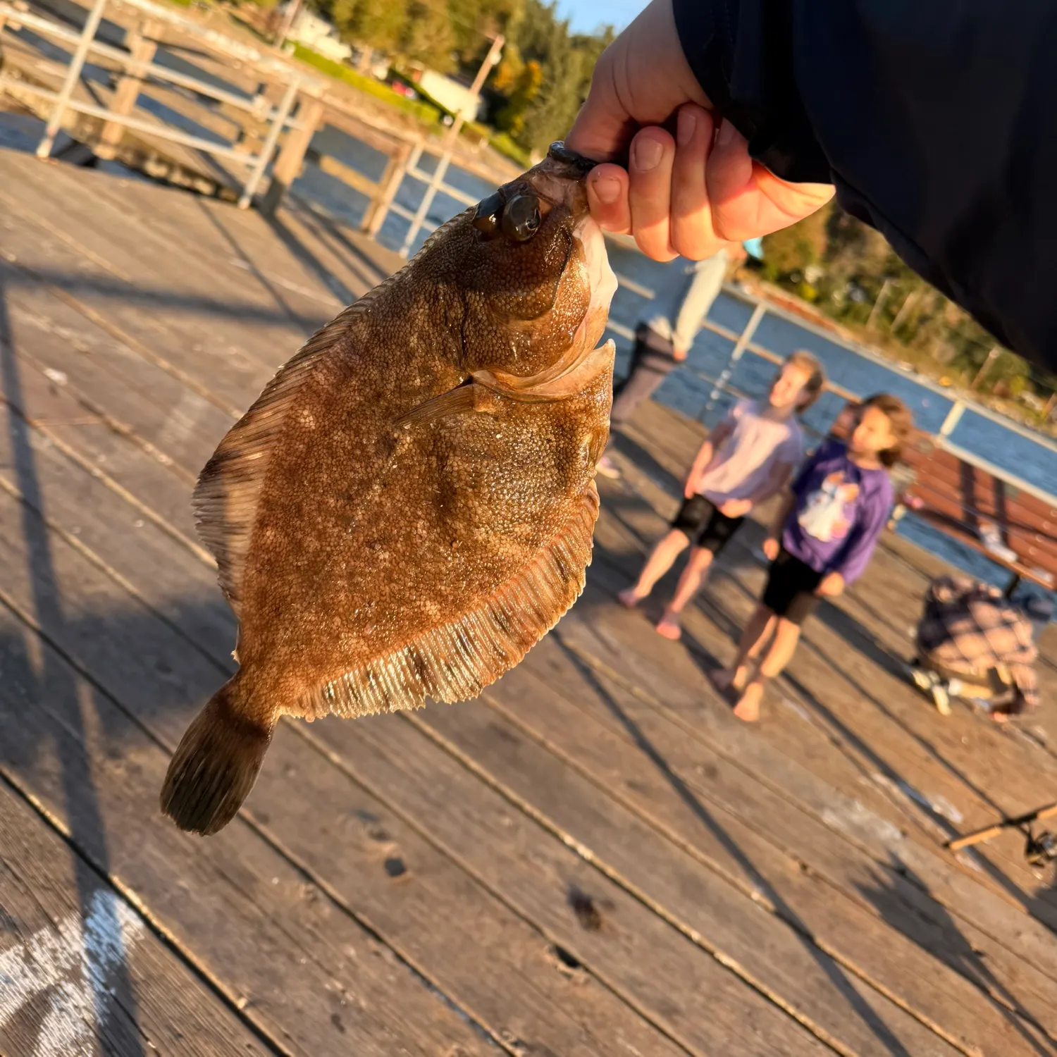 Starry flounder caught on Fishbrain