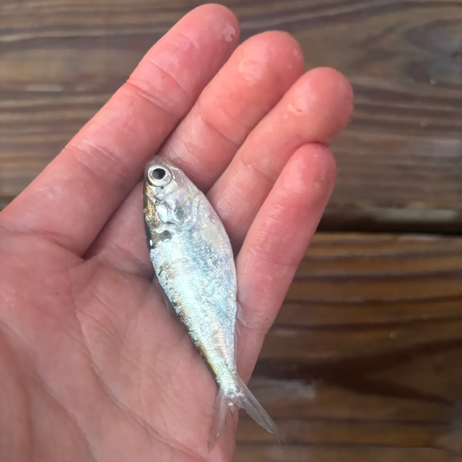 Threadfin shad caught on Fishbrain