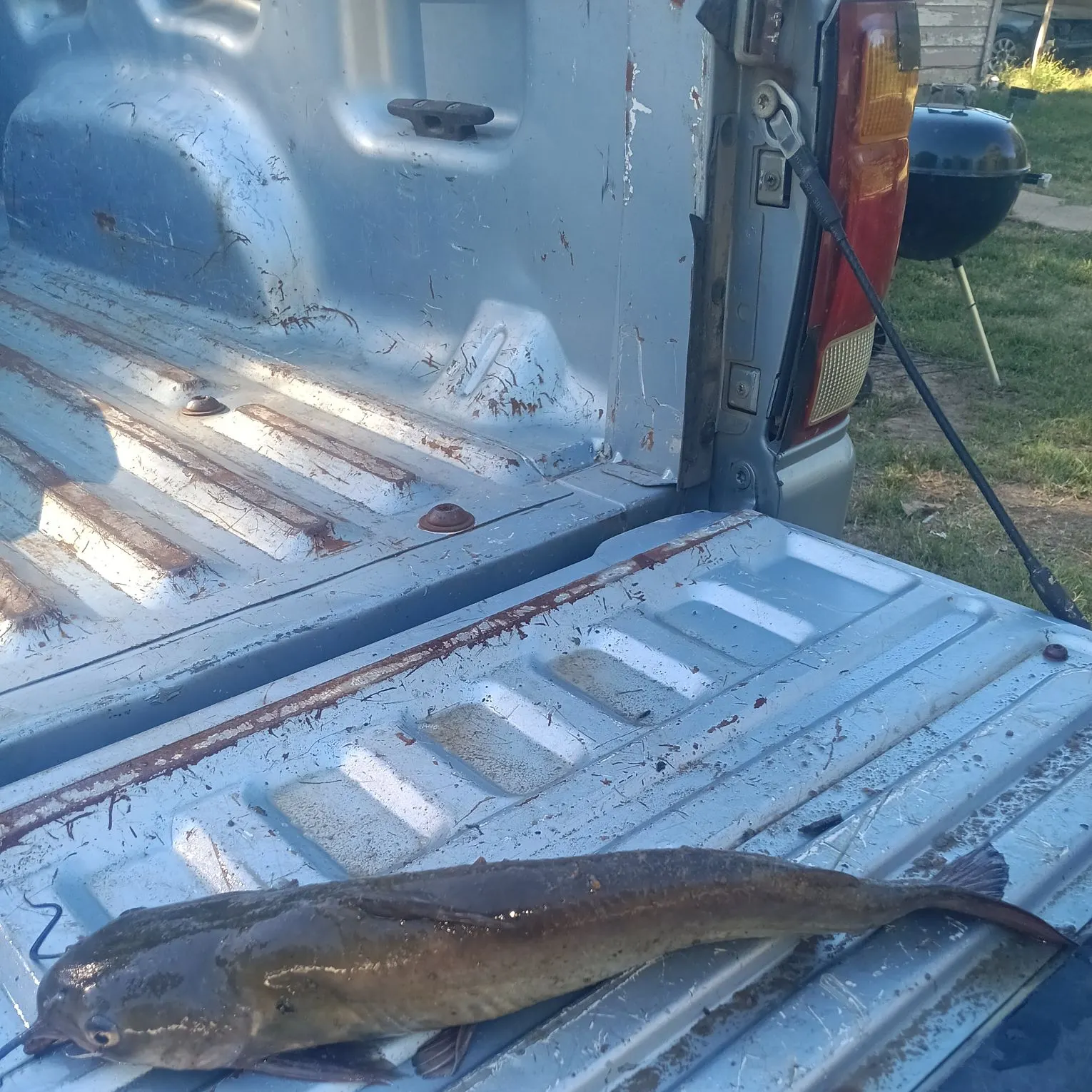 Channel catfish caught on Fishbrain