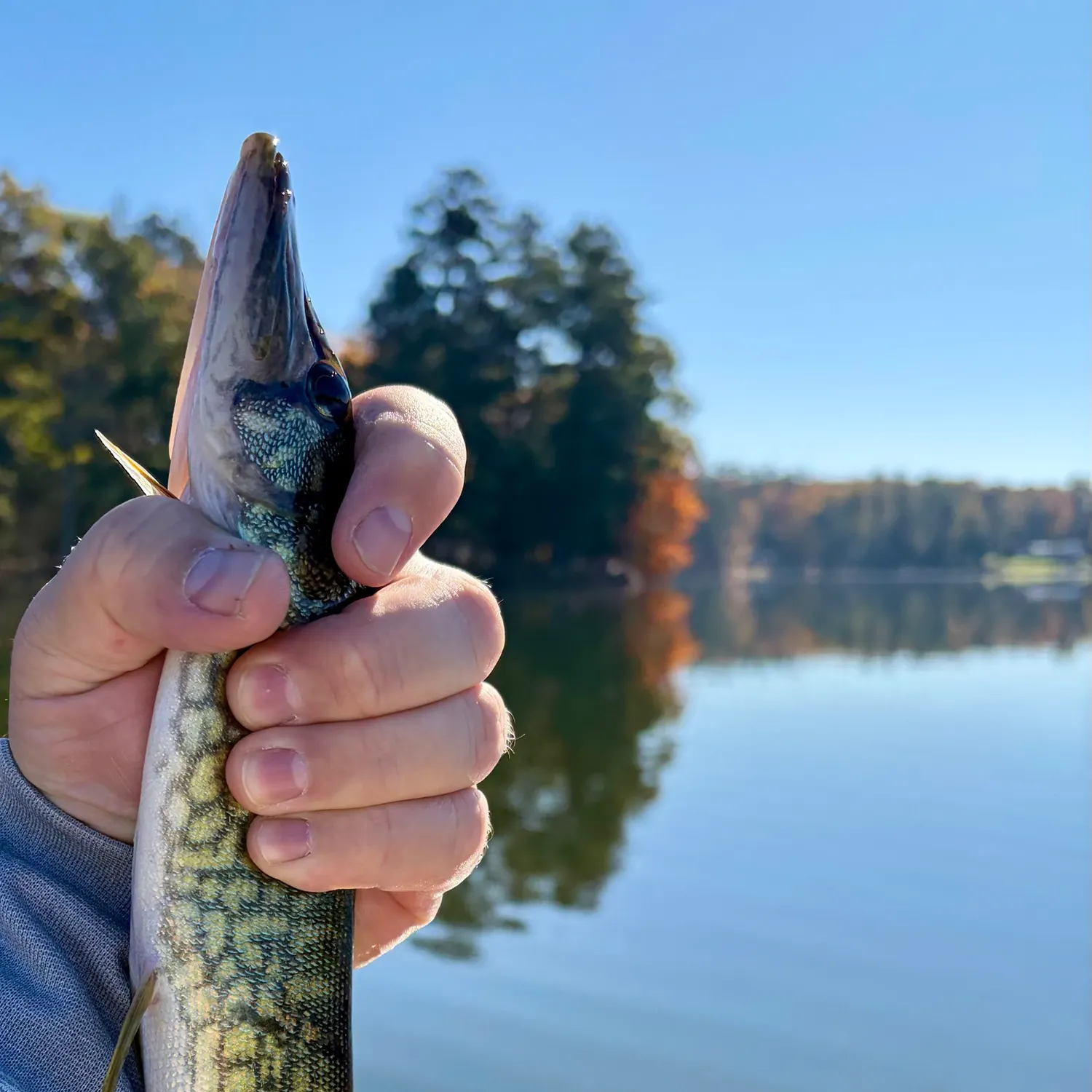 Chain pickerel caught on Fishbrain