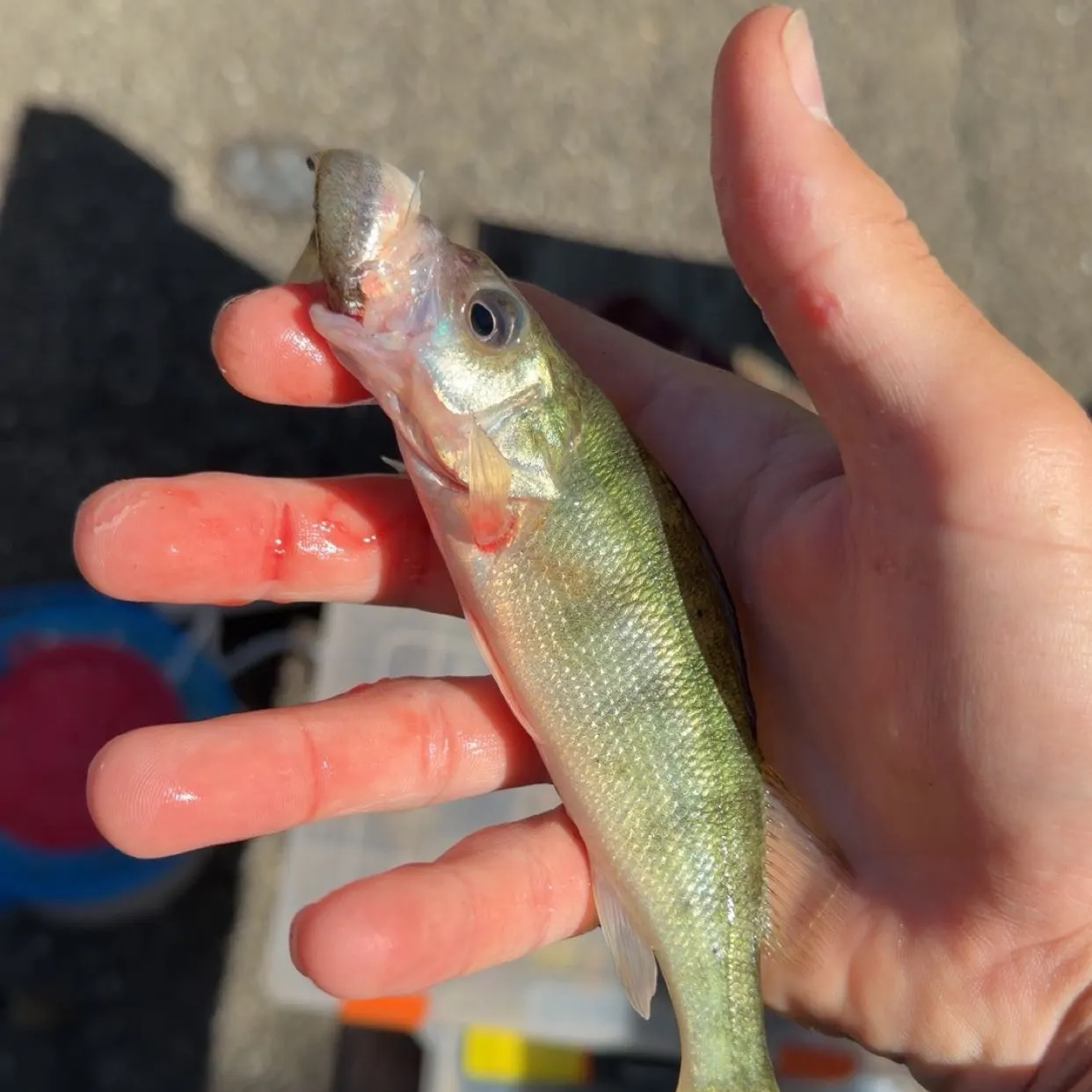 catch