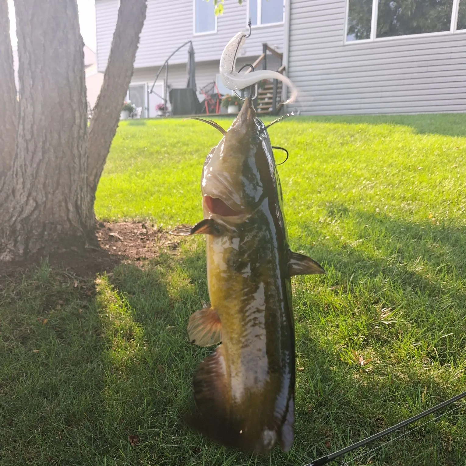 Black bullhead caught on Fishbrain
