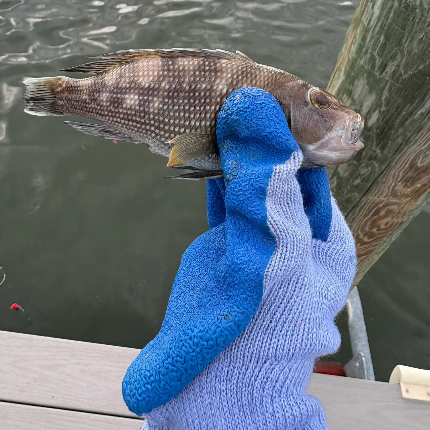 Black sea bass caught on Fishbrain