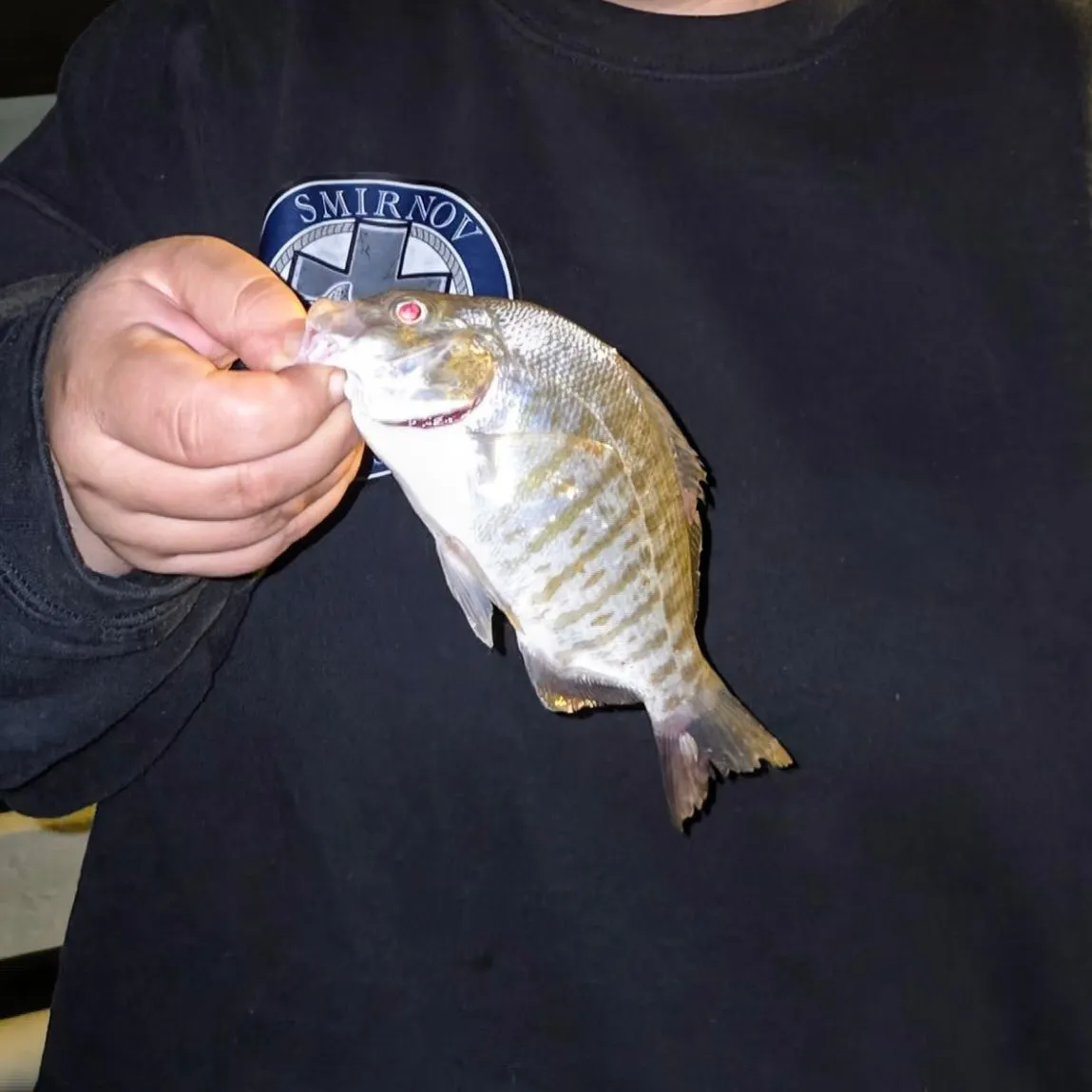 Barred surfperch caught on Fishbrain