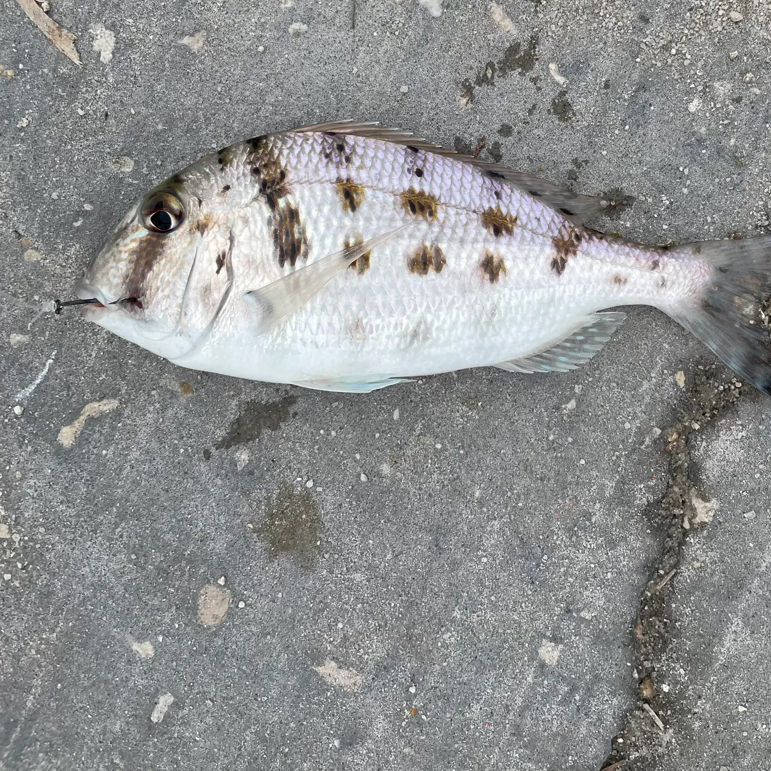 The most recent Grass porgy catches on Fishbrain